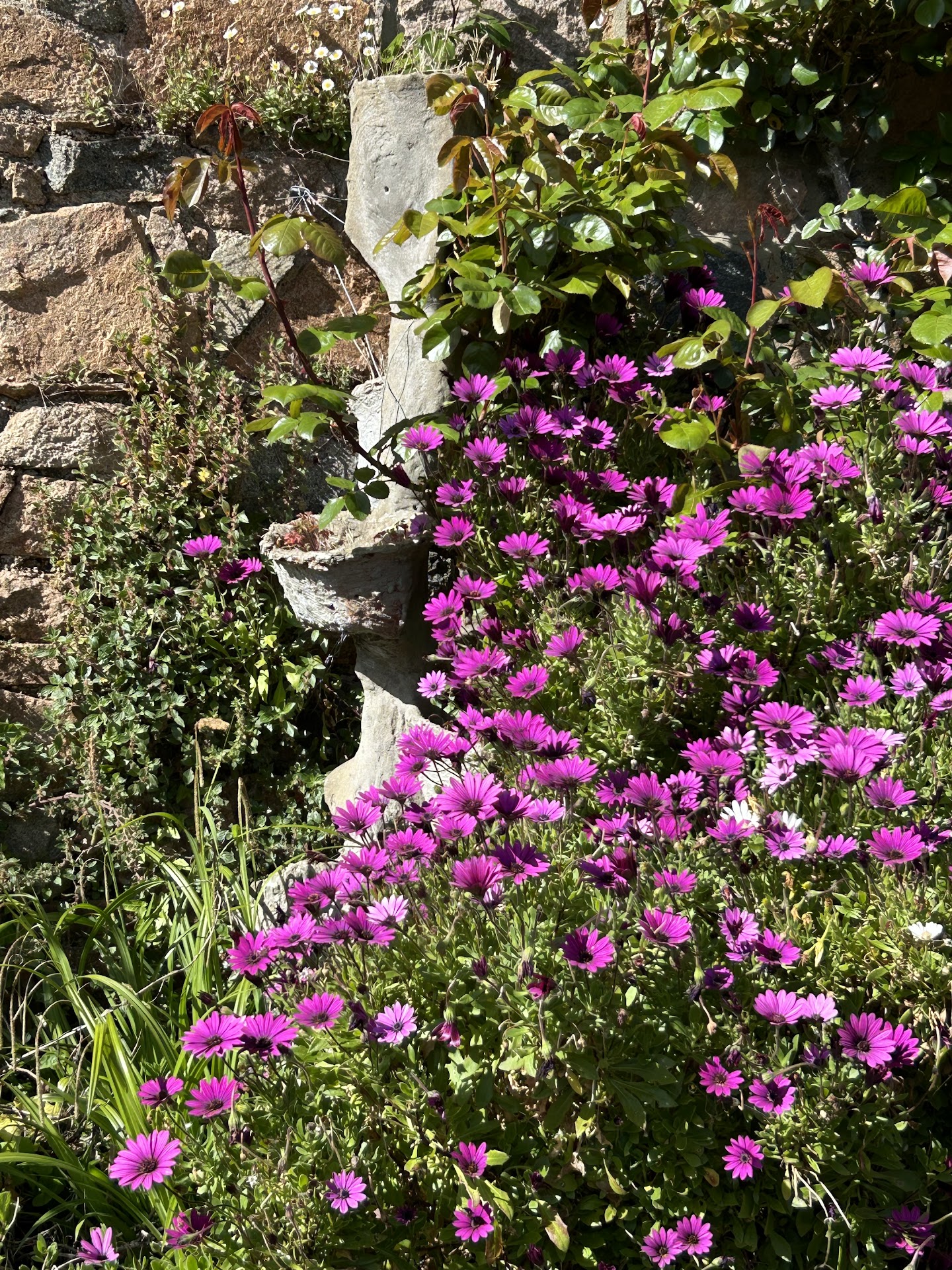 Saumarez Park Café - FC99+RJW, Rte de Saumarez, Guernsey GY5 7UJ ...