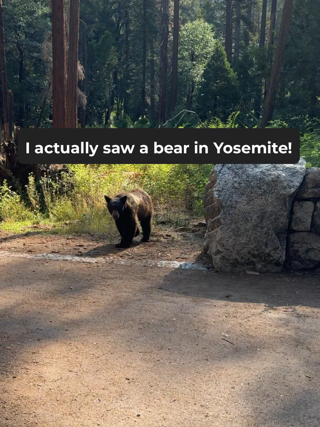 Encountering a Brown Bear in Yosemite 🐻‼️