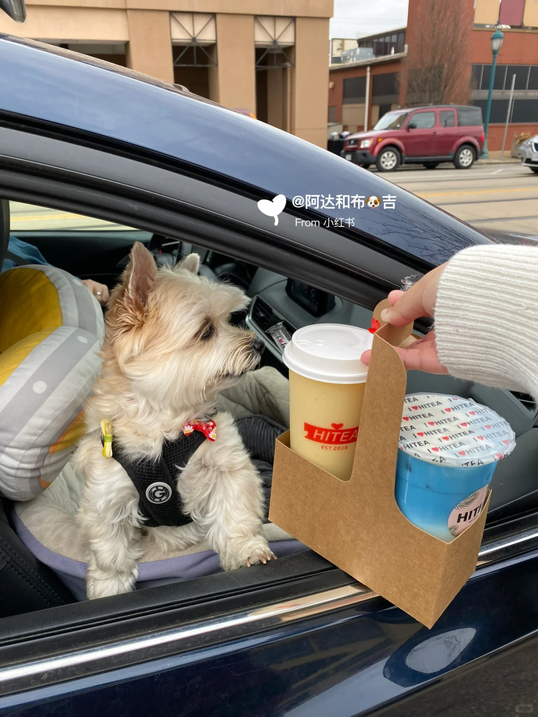 "St. Louis: Dog-Friendly 🐶 or Must-Try 😋 Restaurant Recommendations"