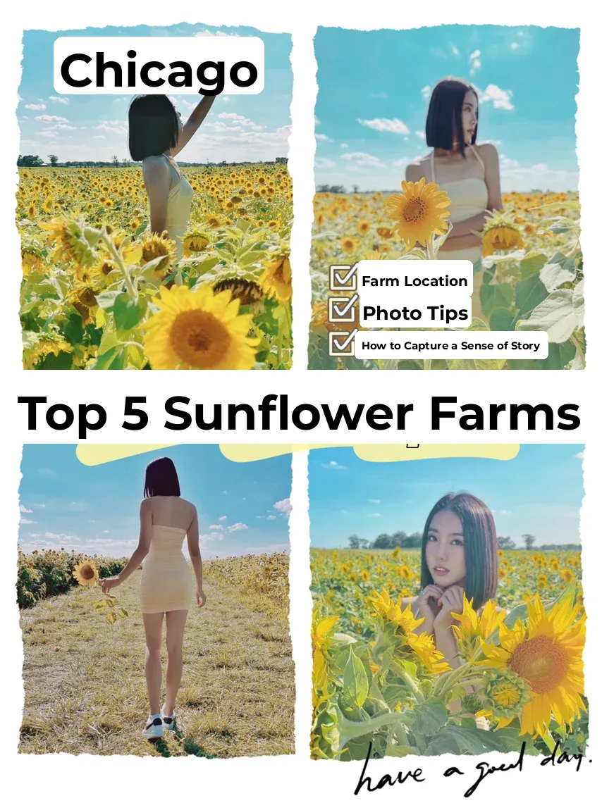 Chicago Vlog｜A Stunning Sunflower Serenade for You 🌻