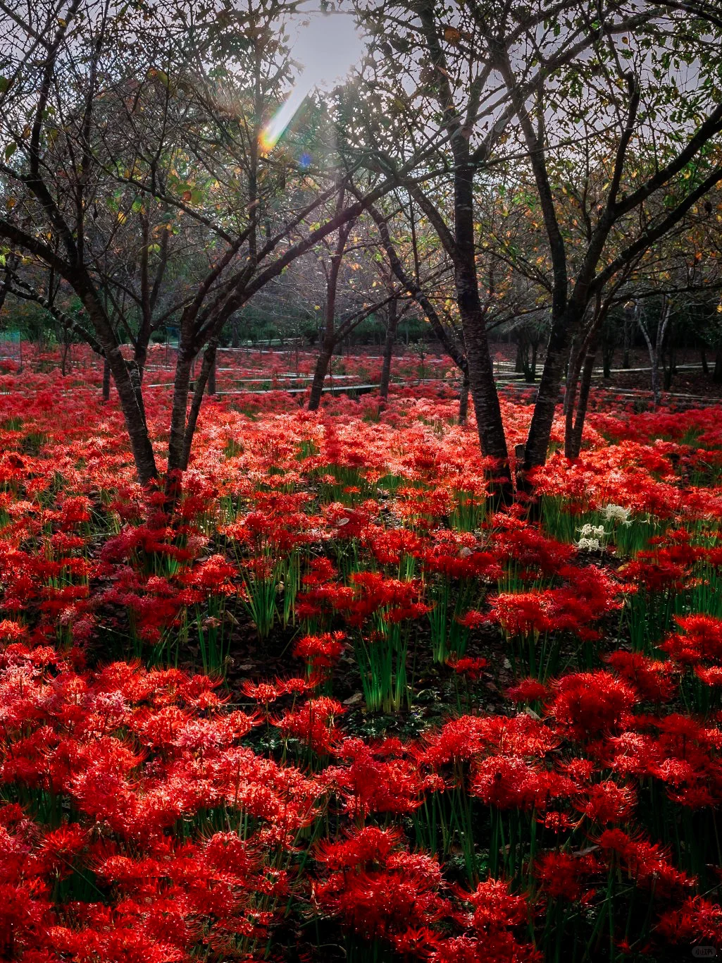 Absolutely Stunning‼️ Around Tokyo | 5 Million · Lycoris Radiata Flower Sea