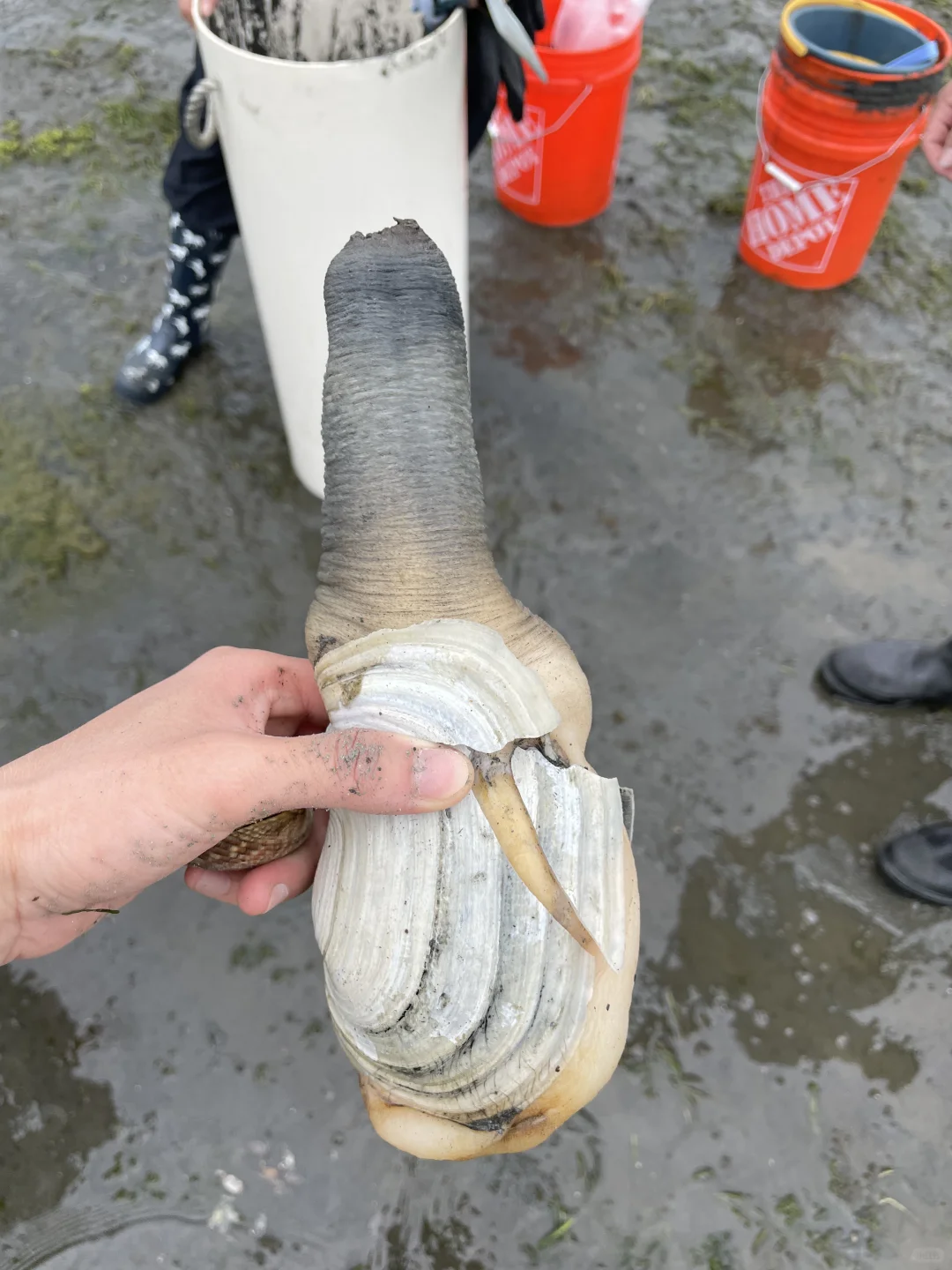 Seattle 7/21: Third Dosewallips Clam Dig – Geoducks and Oysters Galore!
