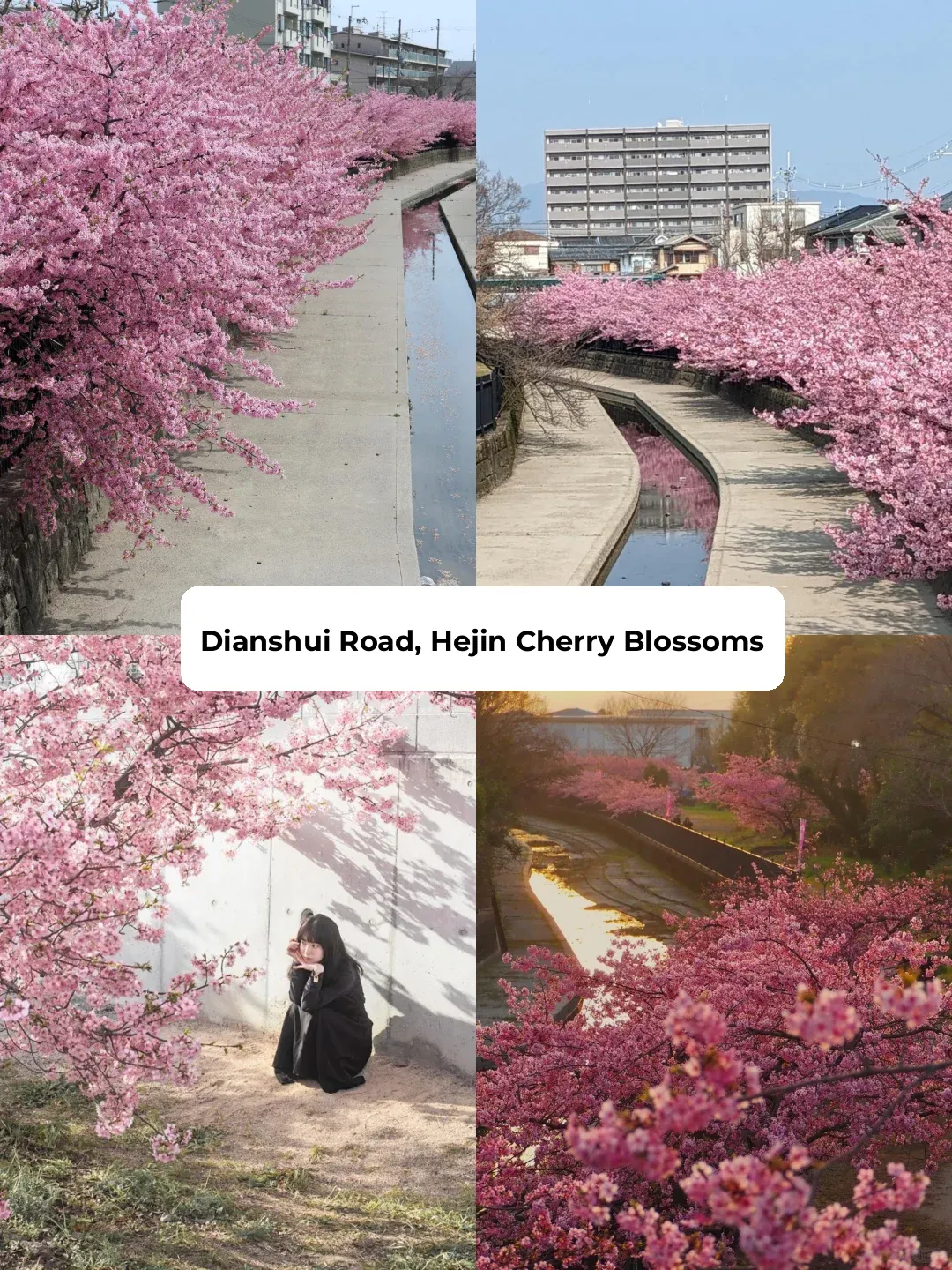 These 10 Spots in Kyoto Are 🌸Blushing with Sakura! Blushing!