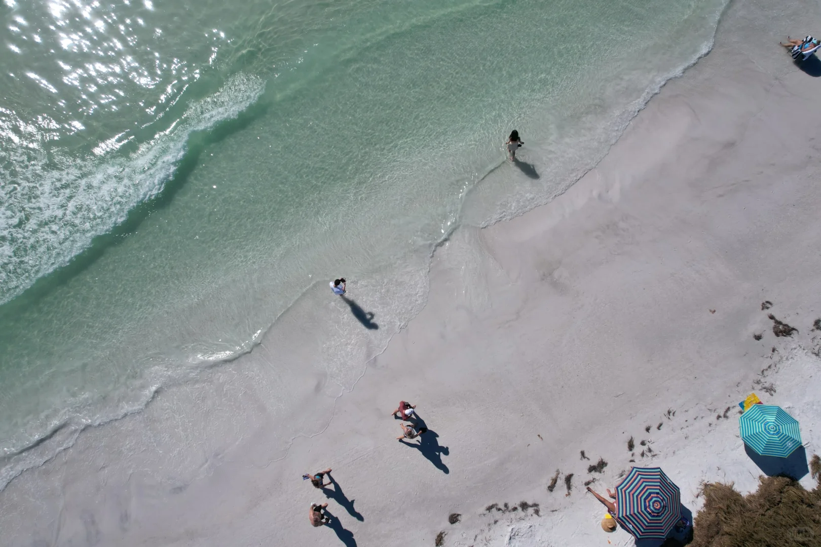 Florida: Wildlife Edition