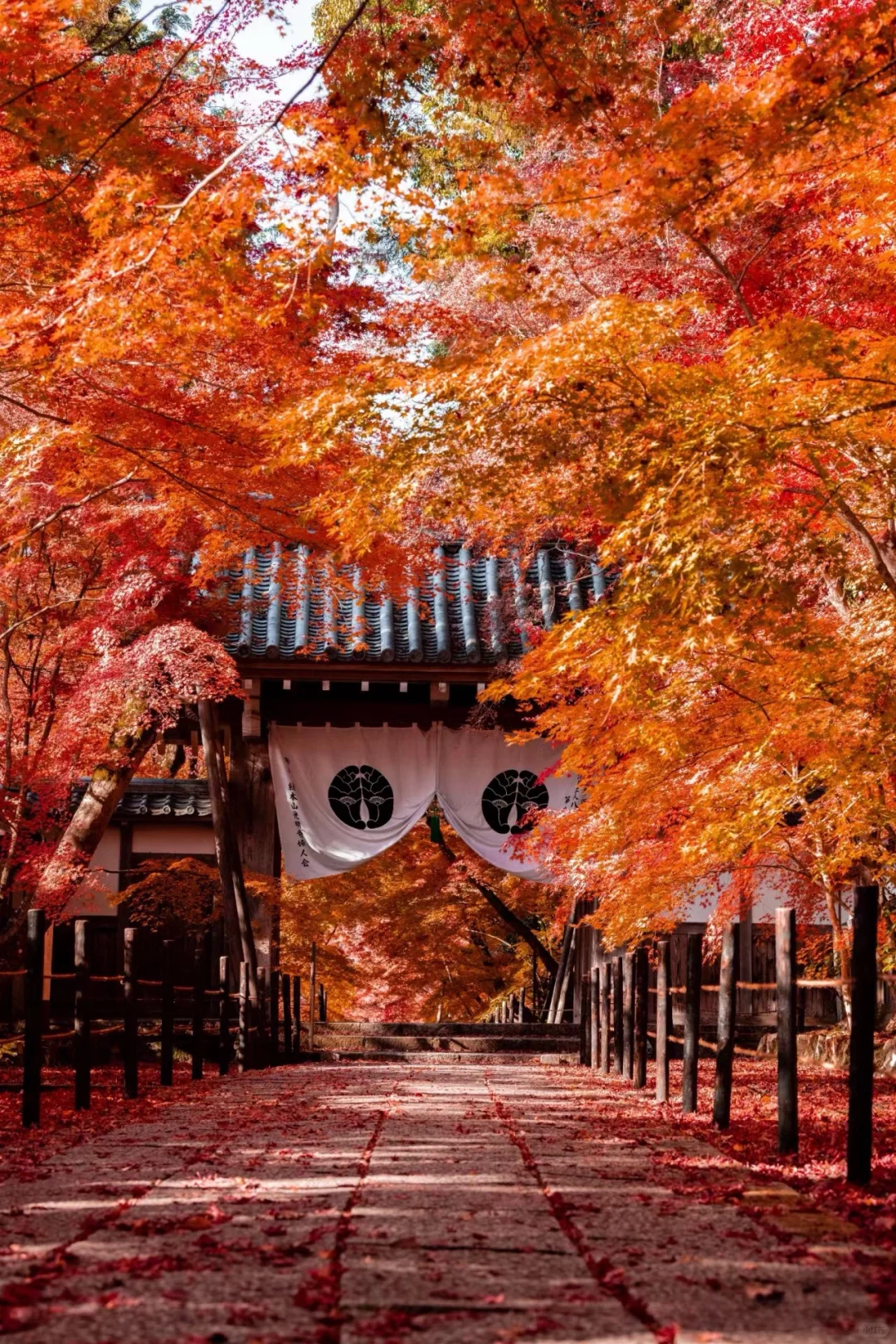 Kyoto, Japan 🍁 | Autumn Foliage Hunt | Top Maple Viewing Spots 2024