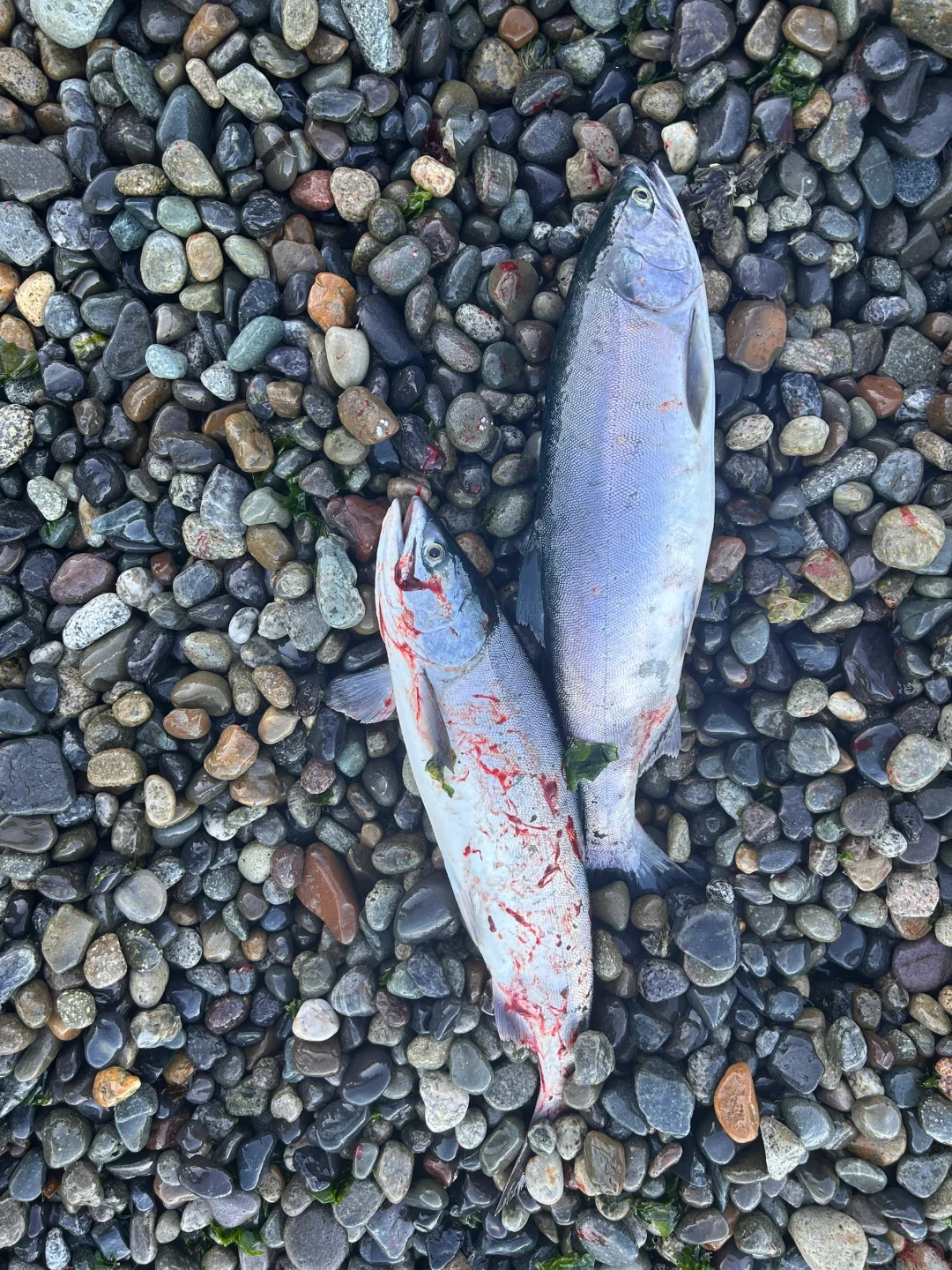 Top 5 Spots for Shore Fishing Salmon