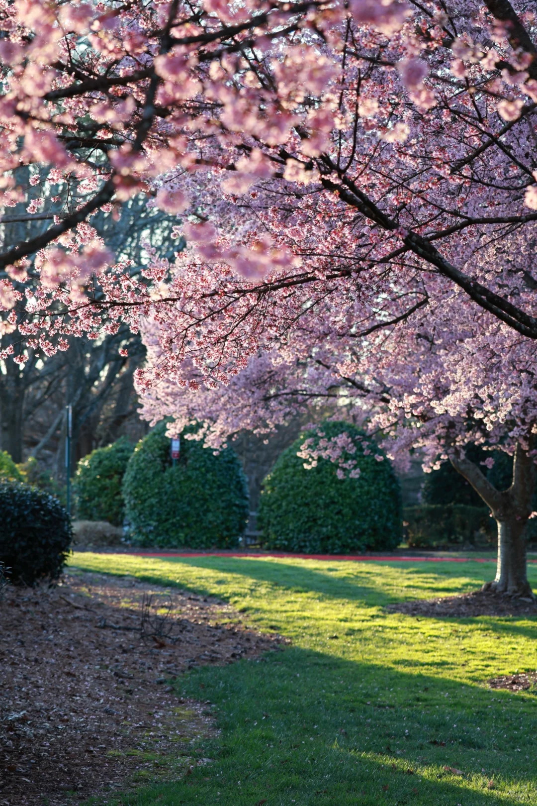 A Corner of Atlanta Where Cherry Blossoms Bloom