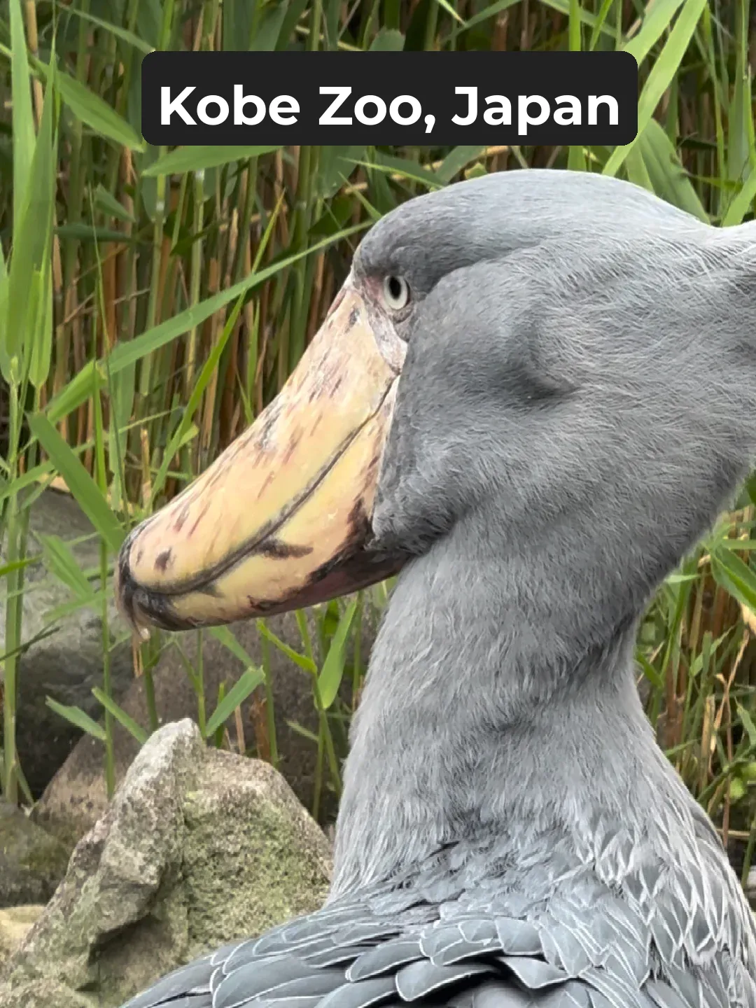 Kobe Zoo in Japan is a must-visit! 😊 Lots of animals you can pet.