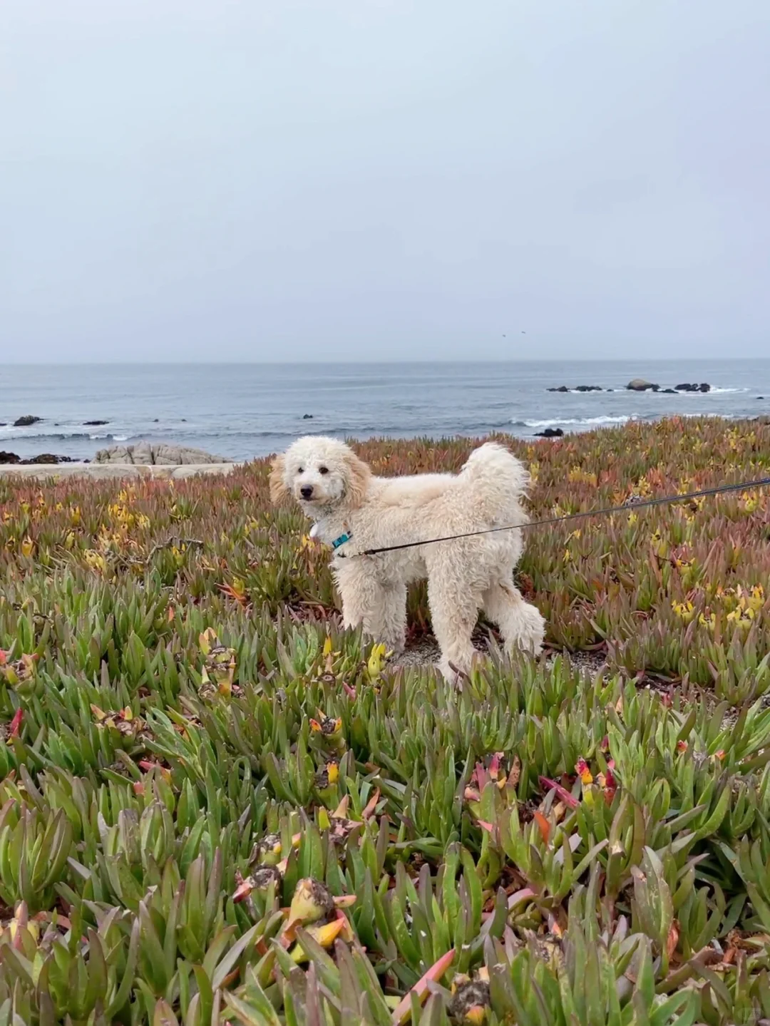 🏃‍♀️ Bay Area Hiking | Easy and Scenic 🦮 Weekend Dog Walk by the Sea