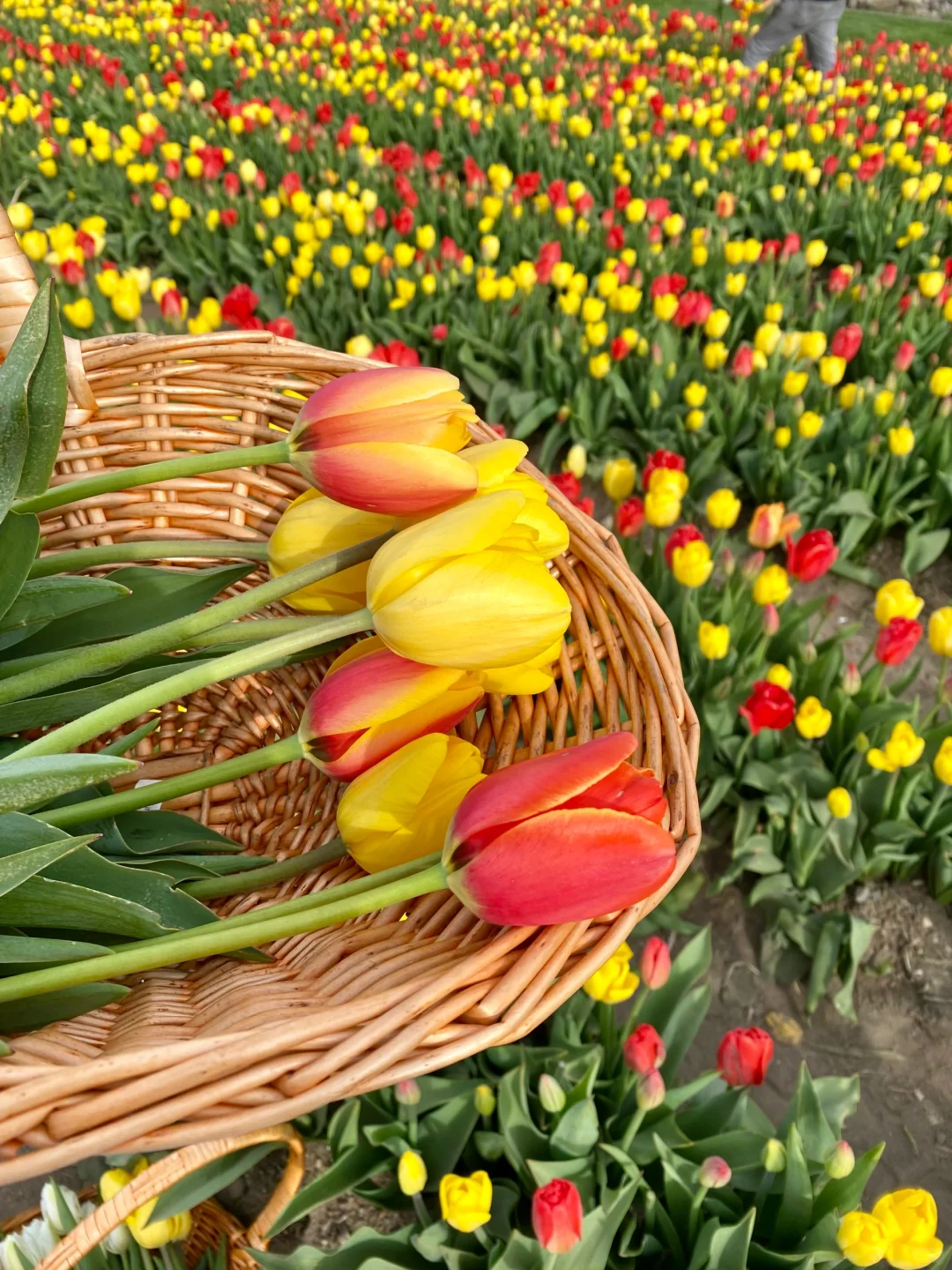 Small Tulip Farm Near Boston