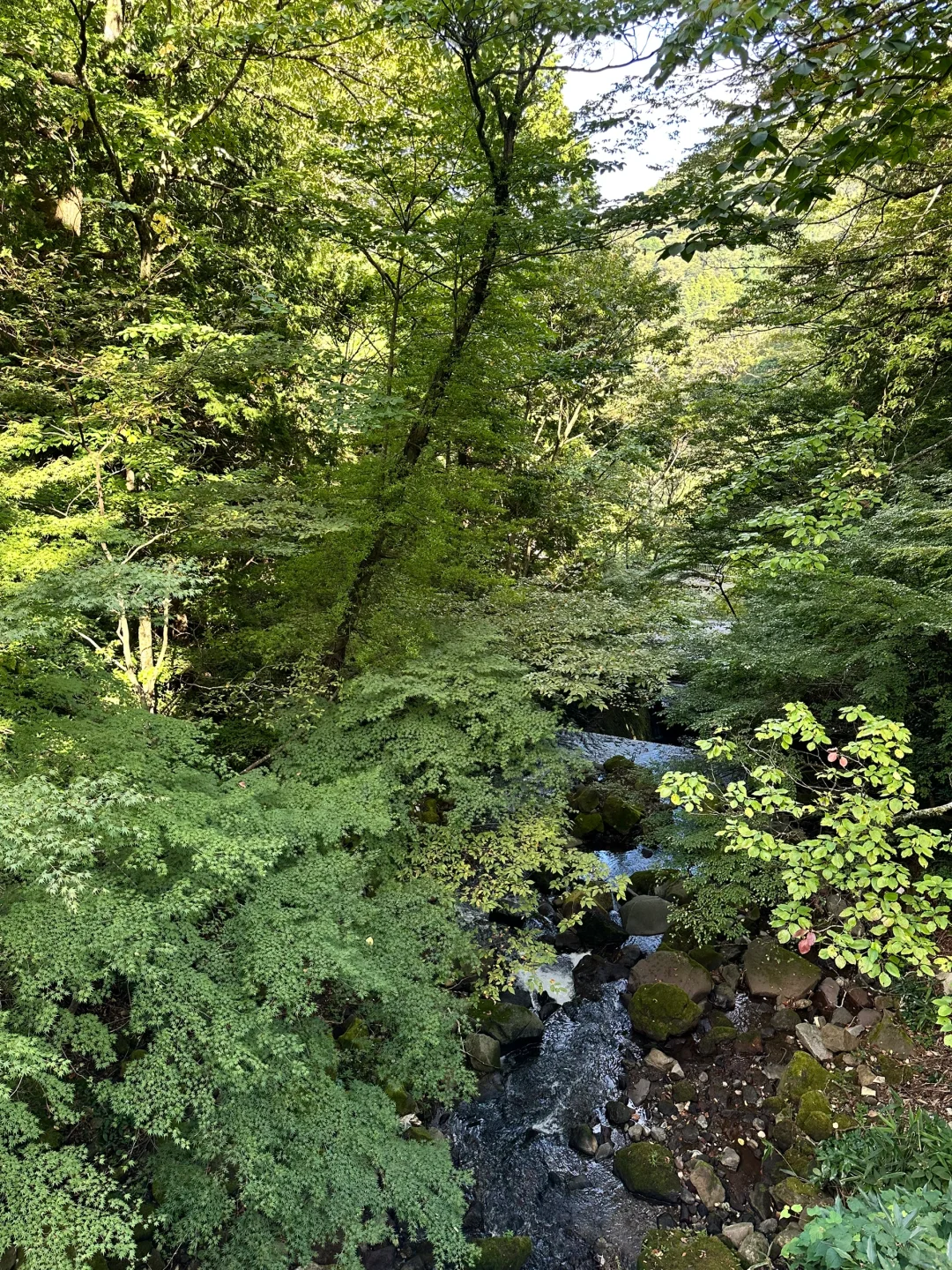 Tokyo Day 3 | Overnight Stay with Two Meals at a Hakone Hot Spring Ryokan ♨️