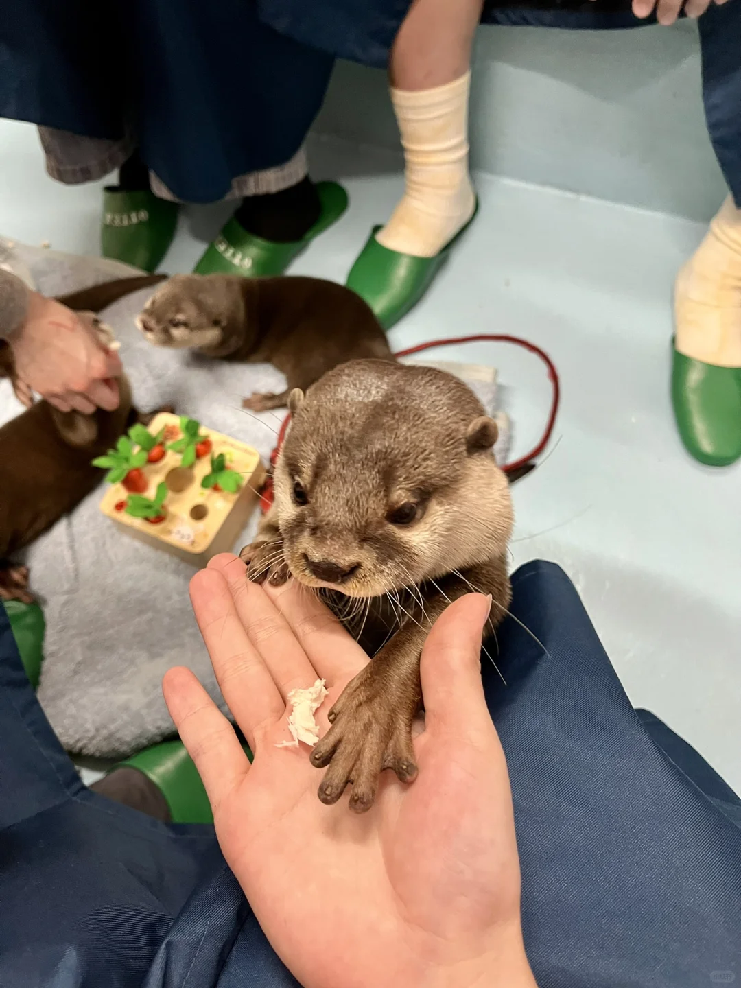 🇯🇵 Tokyo Must-Visit! Cuddle with Otters