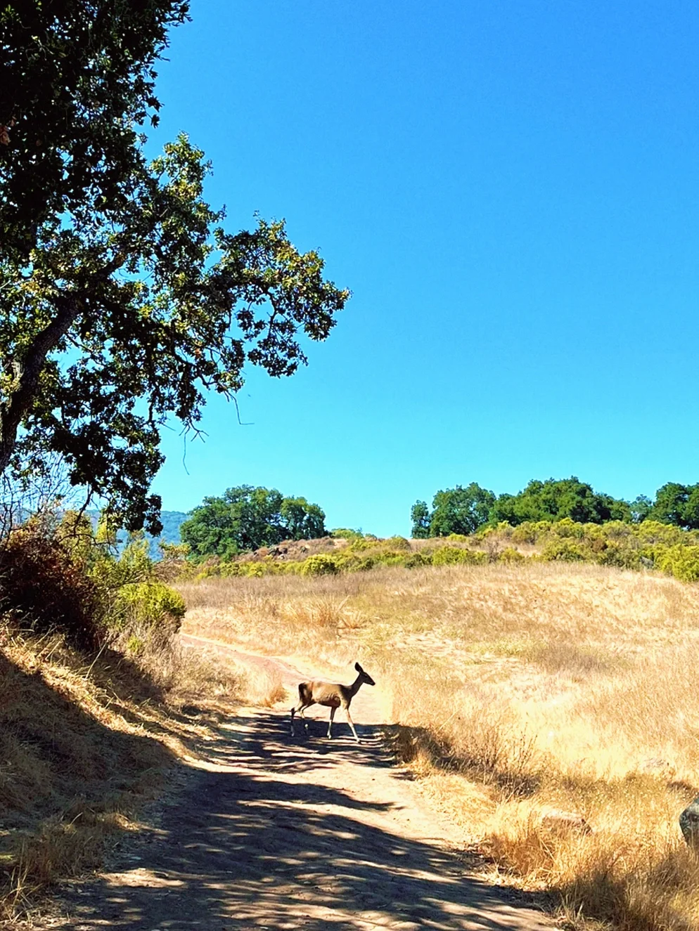 Weekend in the Bay Area | Hiking and Autumn Views at Almaden, the Southern Edge of the City