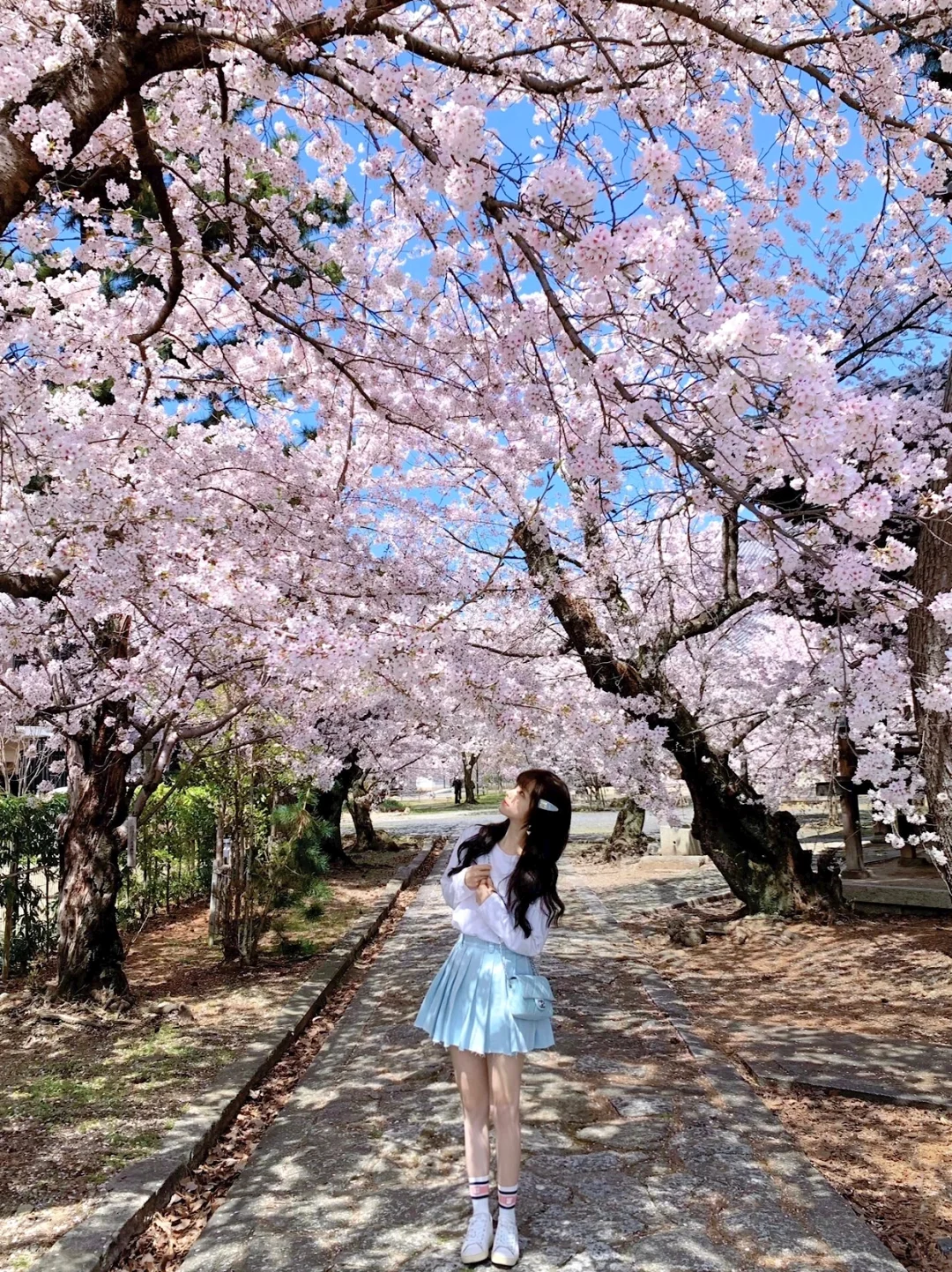 Back from Japan! A heartfelt reminder for those planning to see cherry blossoms in Japan in March-April ~