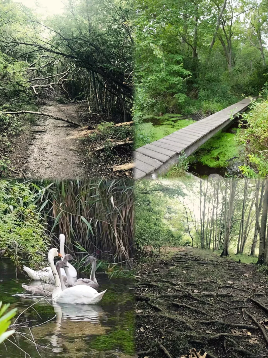 Where to Go This Weekend? Hiking at New York's Massapequa Preserve