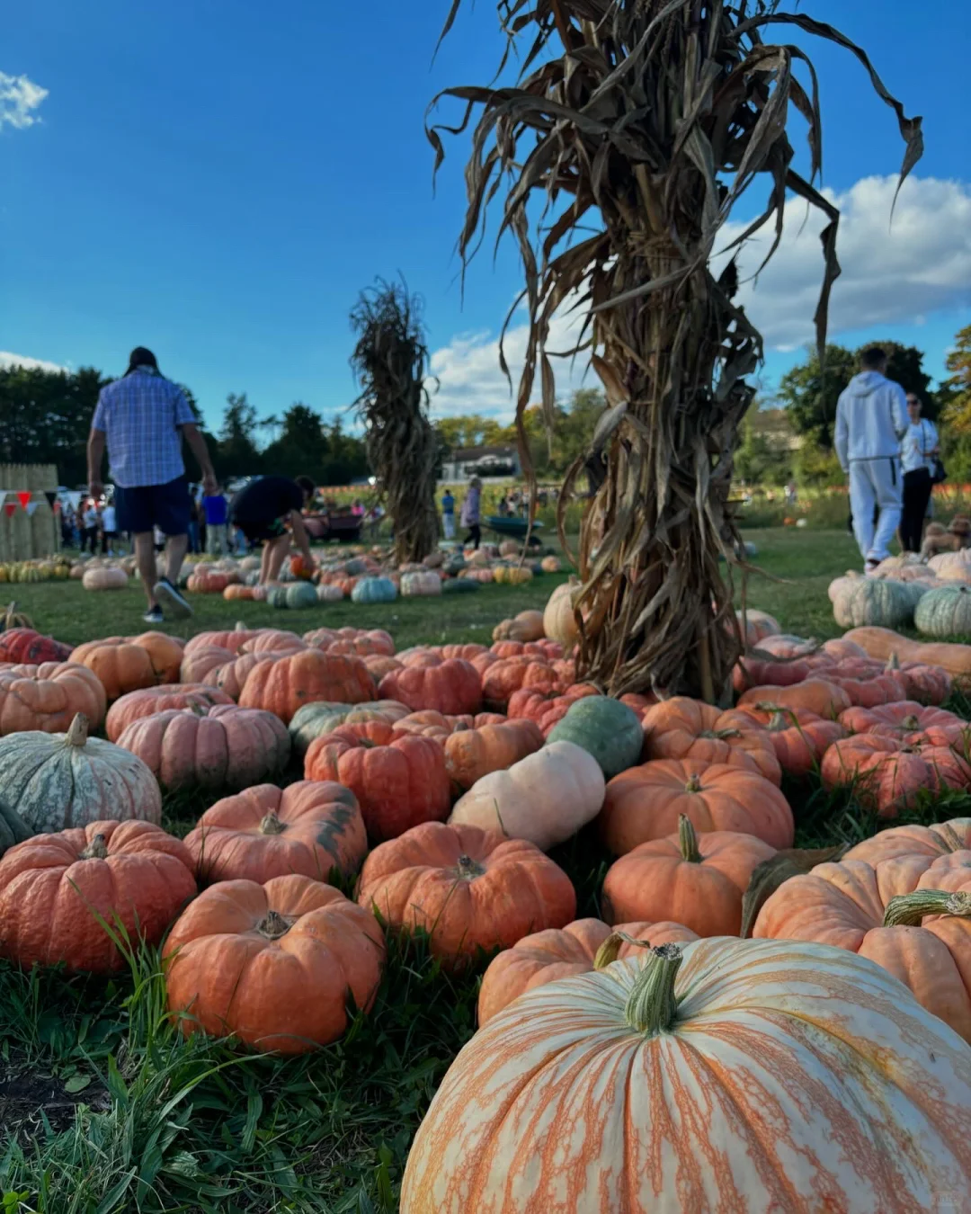 Autumn in NYC & NJ Pumpkin Farms - Halloween Ready!