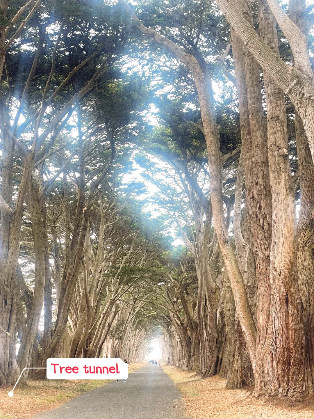 Day Trip to Point Reyes: Must-Visit Tree Tunnel for Instagrammers