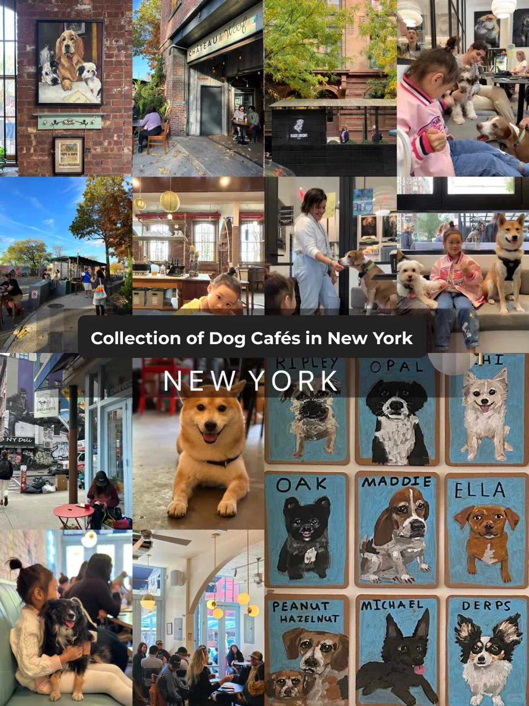 Have You Checked Out NYC's Dog Café Yet? Perfect Spot to Beat the Cold