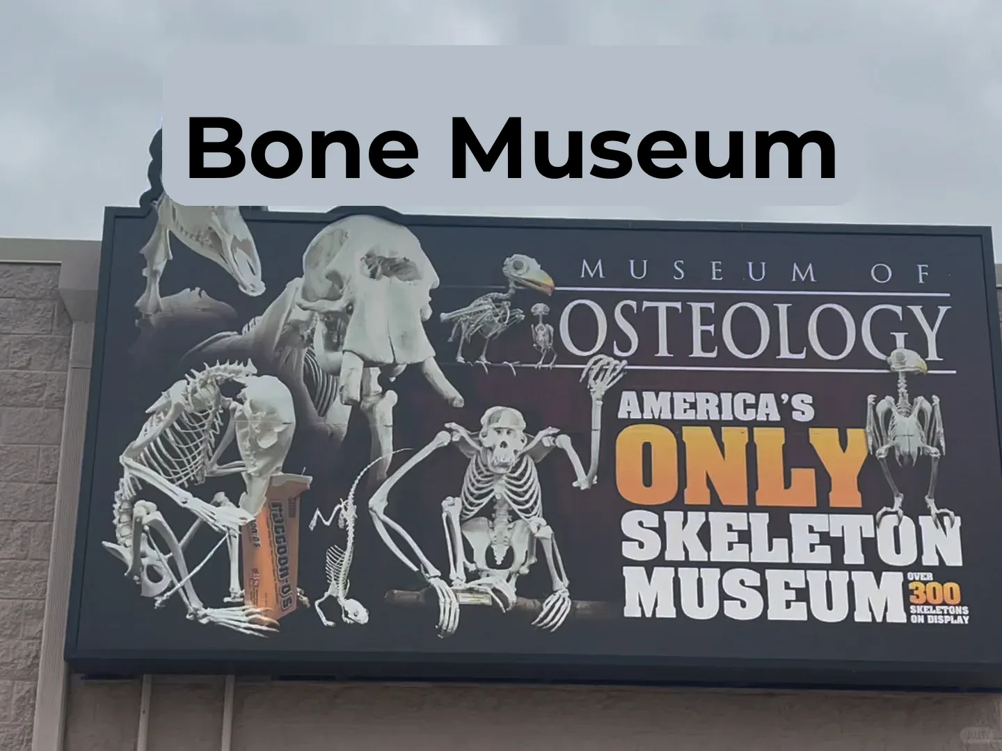 Skeleton Museum