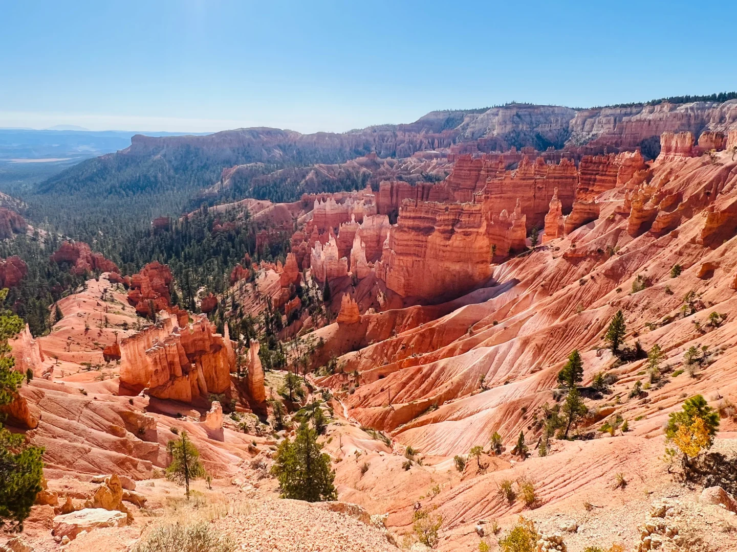 San Francisco & LA: Explore Three Major State National Parks via Private Car Tour!