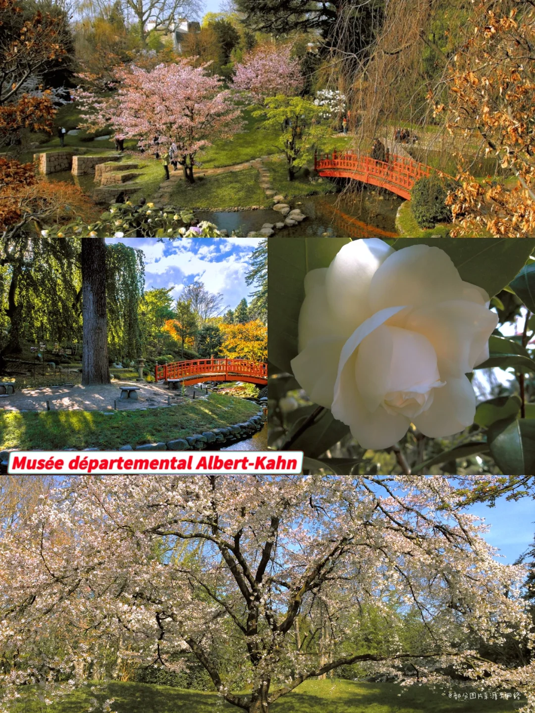 🇫🇷Paris｜Springtime Cherry Blossom Viewing Itinerary in Paris