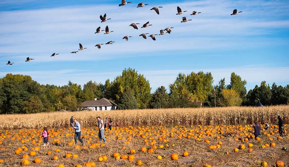 It's Time to Pick Pumpkins and Navigate the Corn Maze