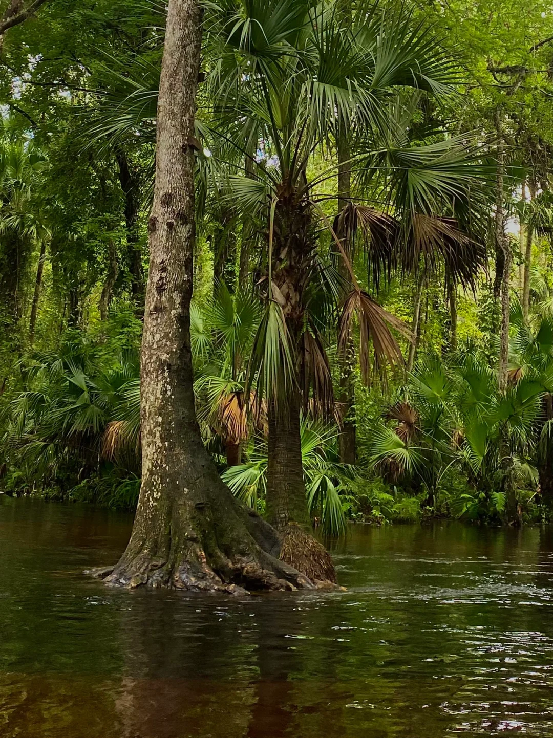 Don’t be fooled, Little Red Book—the clear kayaks aren’t actually at Kelly Park