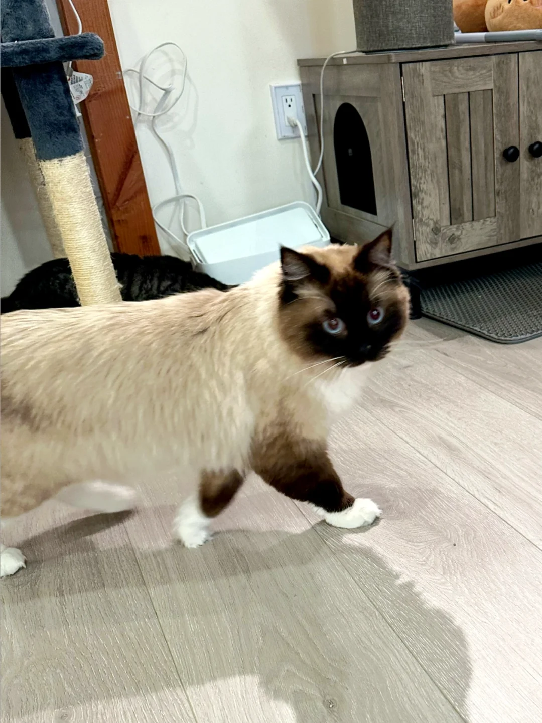 Cat Cafe near Flushing 🐱