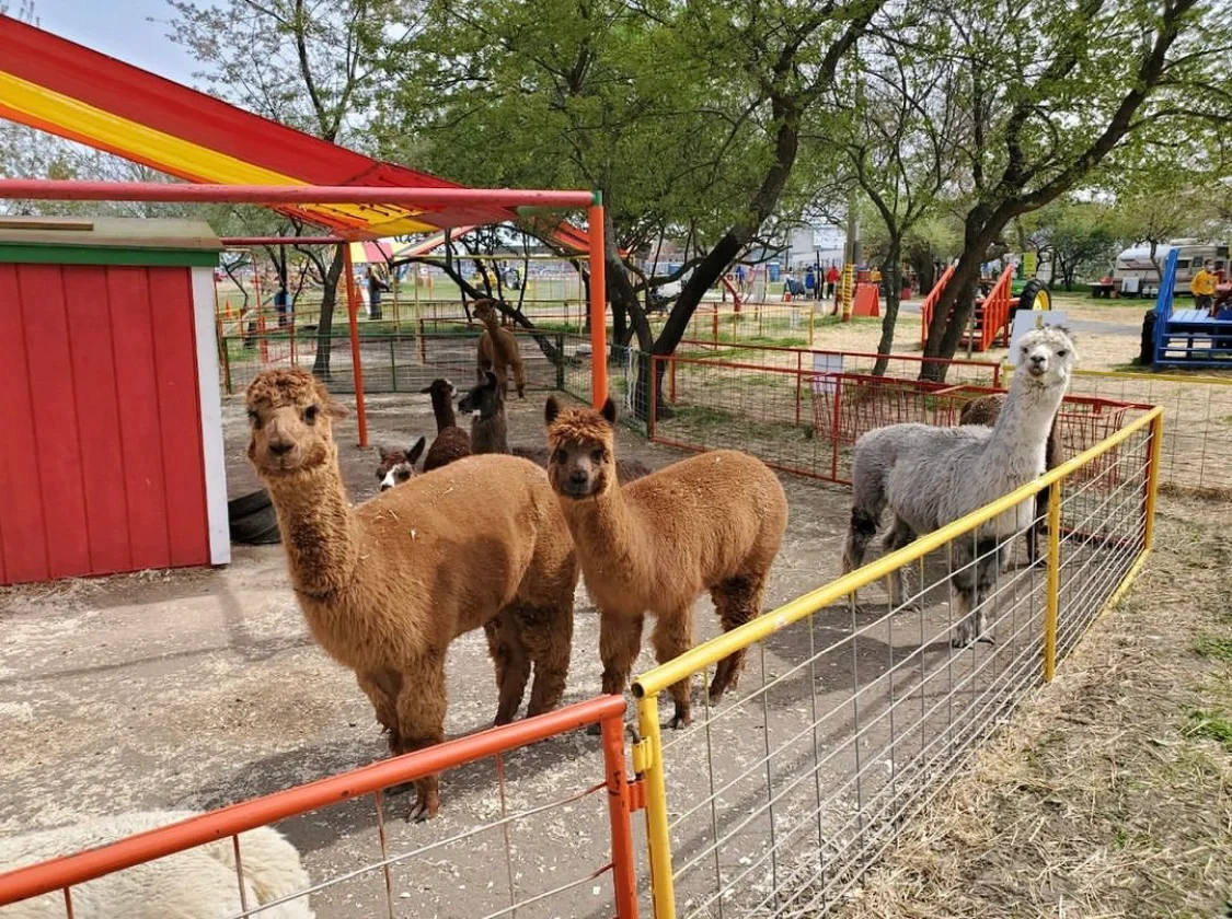 Flushing Area - Farm Pumpkin Festival 10/7-10/9