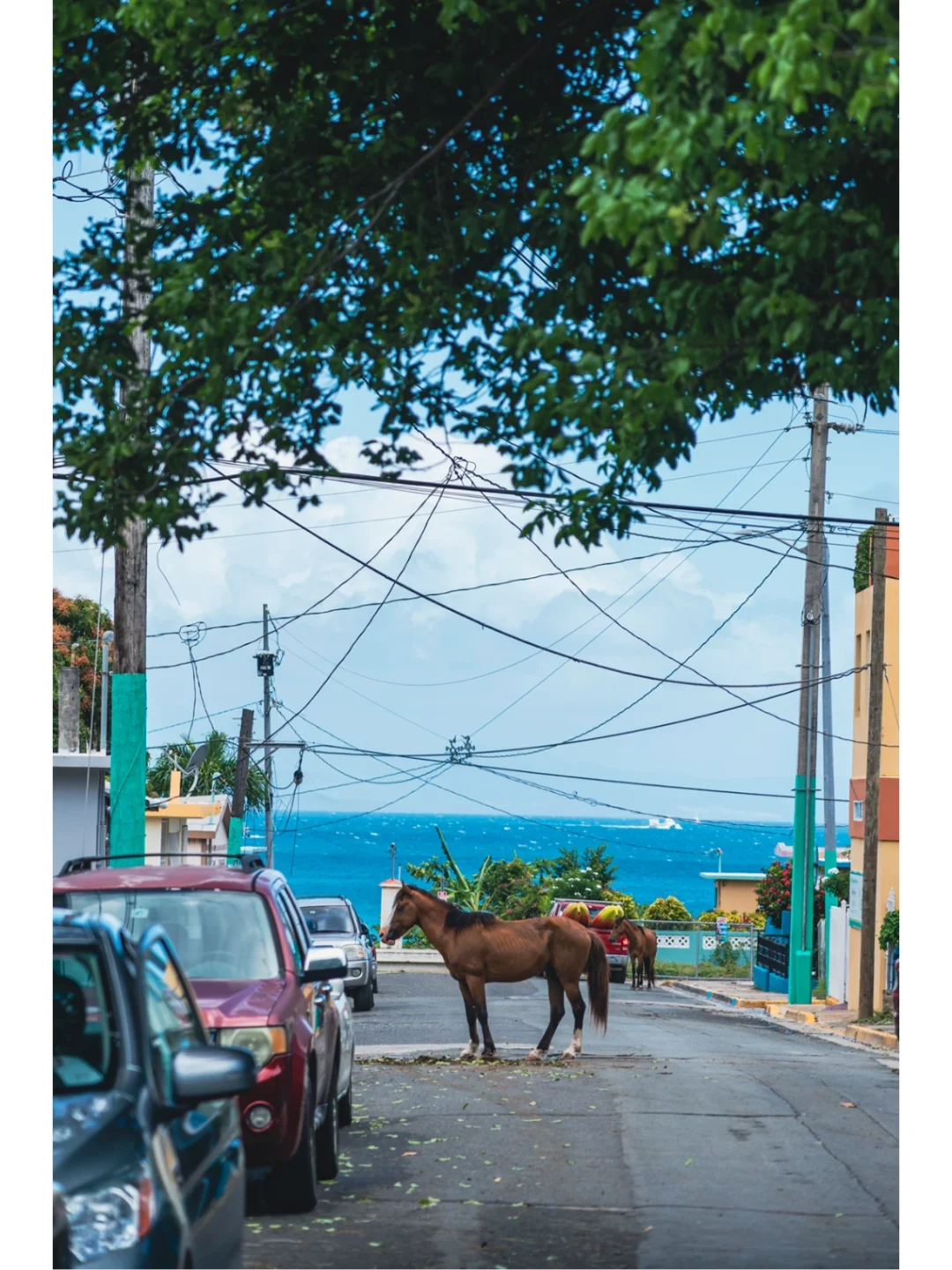 Puerto Rico | Facing the Sea, Spring Blossoms in Full Bloom