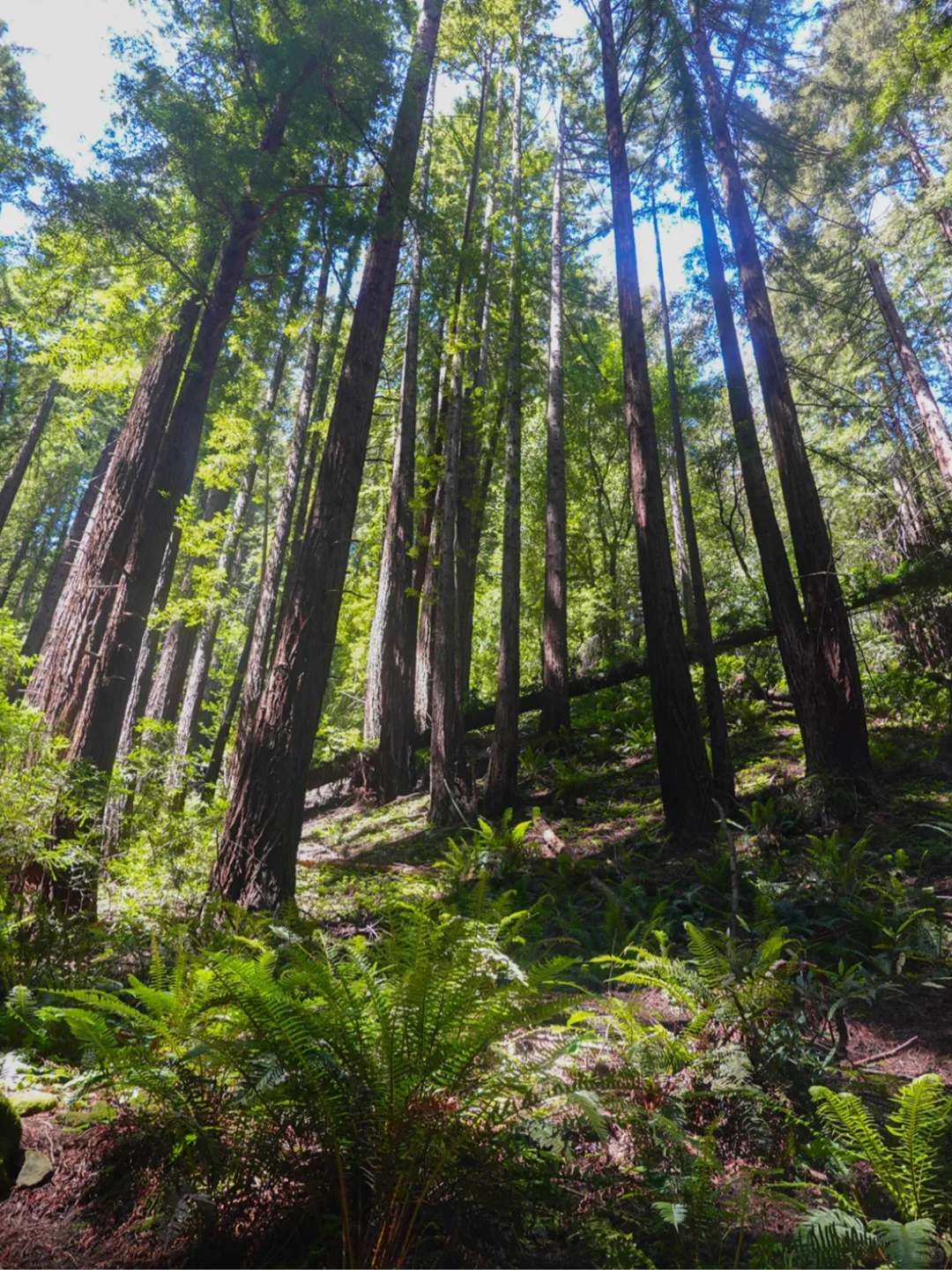 East Bay Redwood Regional Park