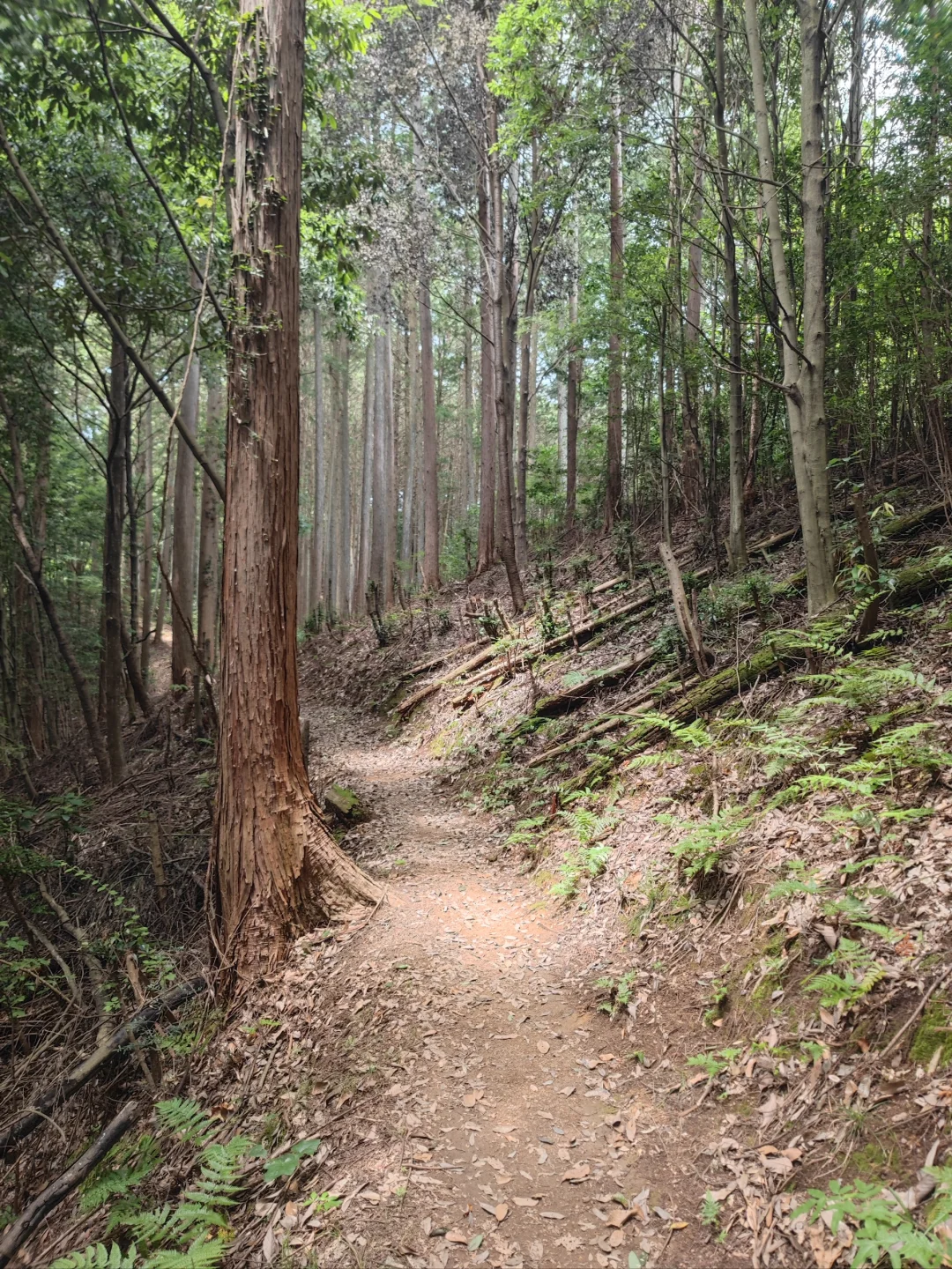 Weekend Leg Stretch in Tokyo! 9K Hike through Musashi Yokote Forest