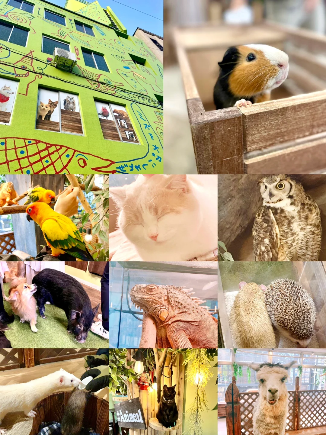 🇯🇵 Animal Café! Adorable & Affordable 🔥 Alpacas, Foxes, Hedgehogs, Ferrets... All Up for Cuddles!