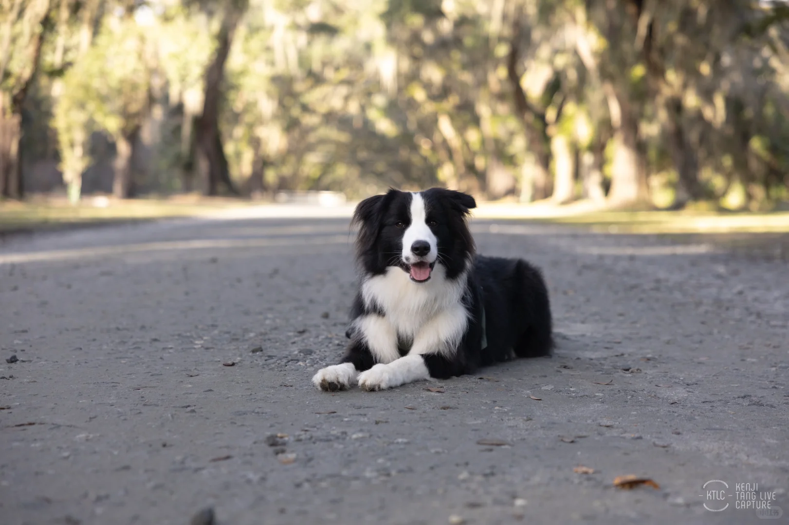 Max in Savannah