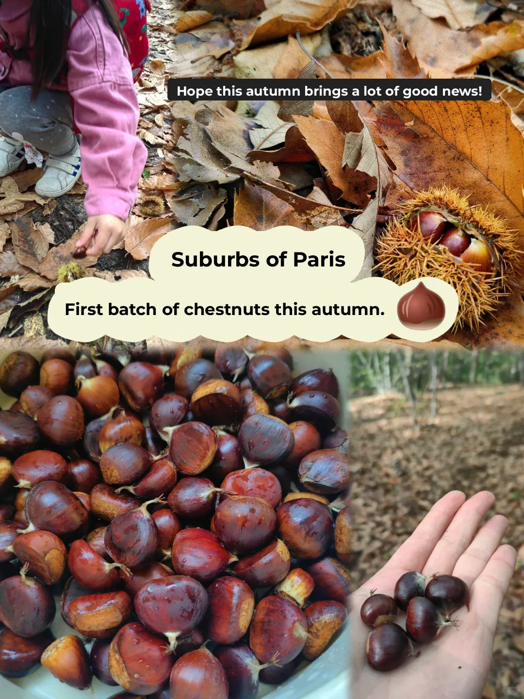 Paris | Let's Go Picking the First Batch of Autumn Chestnuts 🌰