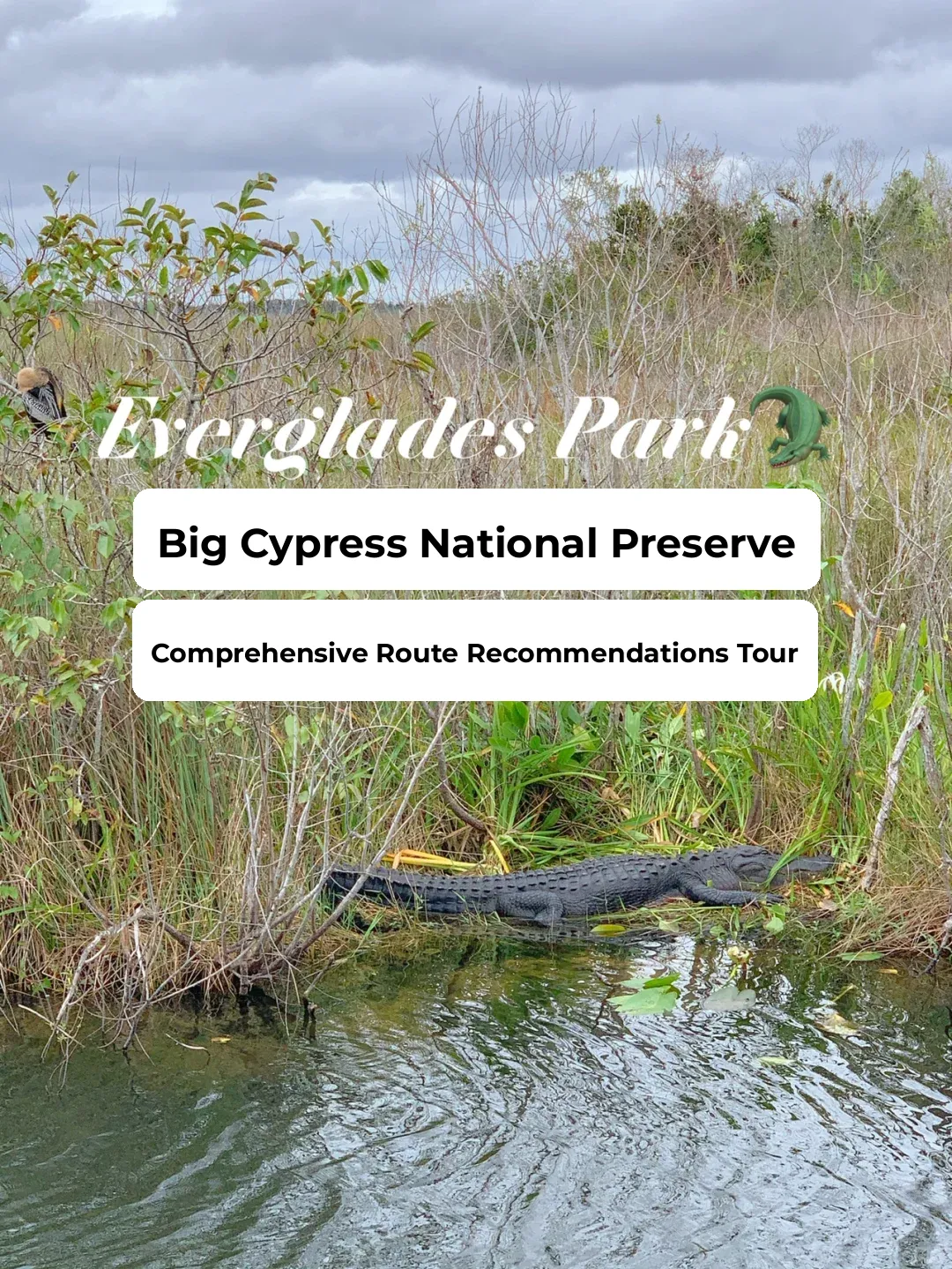 🇺🇸｜Miami Everglades 🐊 Big Cypress Trail Recommendations
