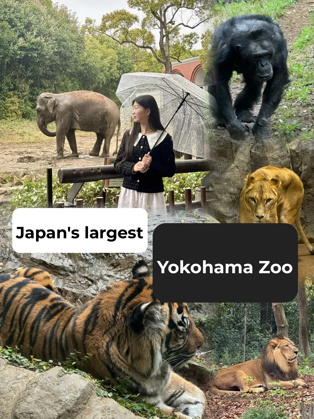 Japan's Largest Zoo | Yokohama Zoo Has So Many Species, It's a Blast!