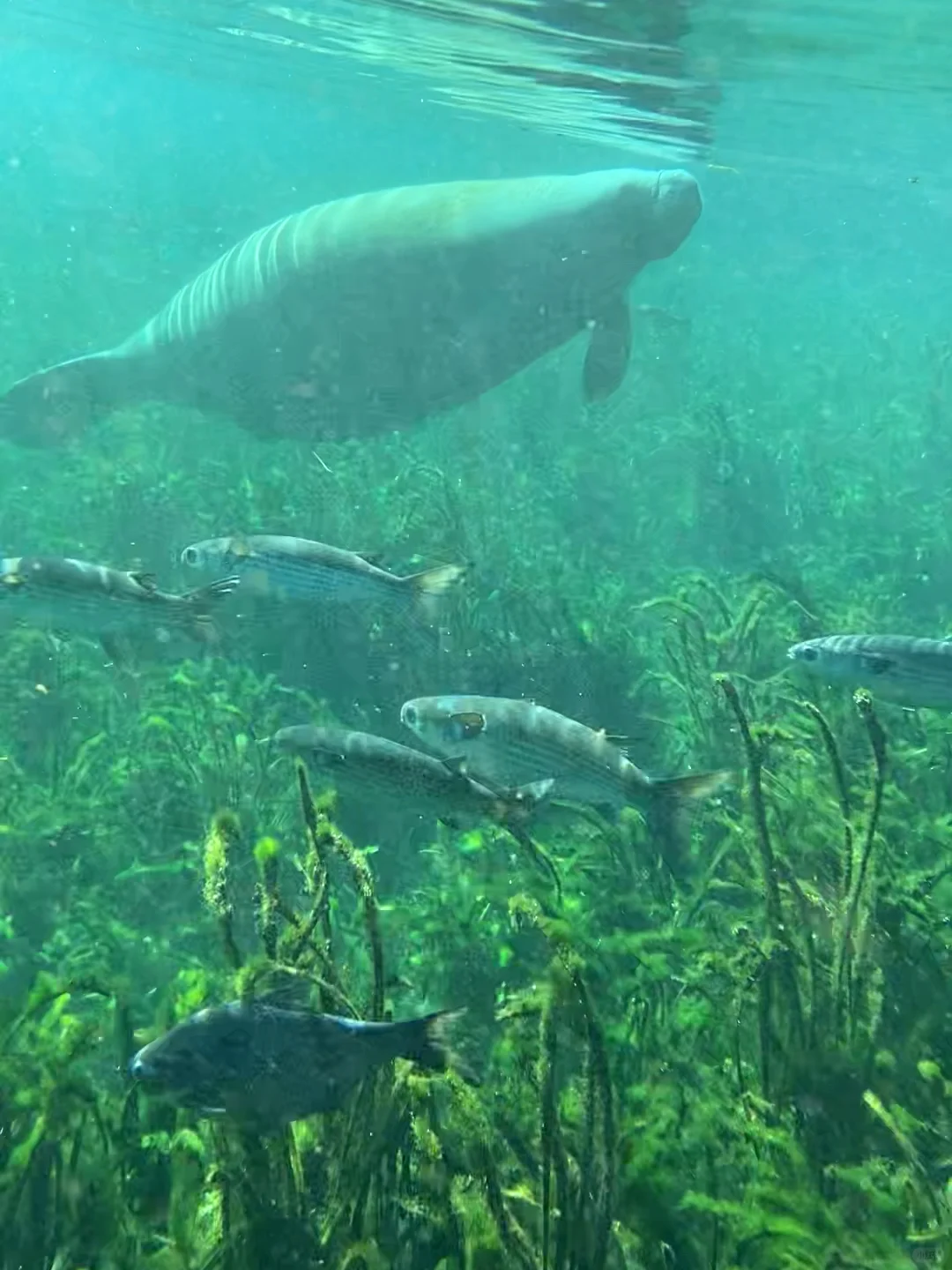 The Beauty of Silver Spring