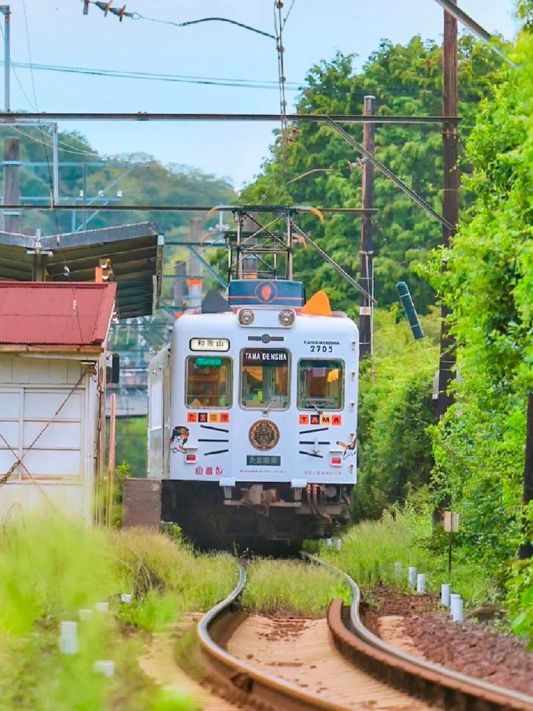 Thought Osaka was stunning, but Wakayama blew me away!