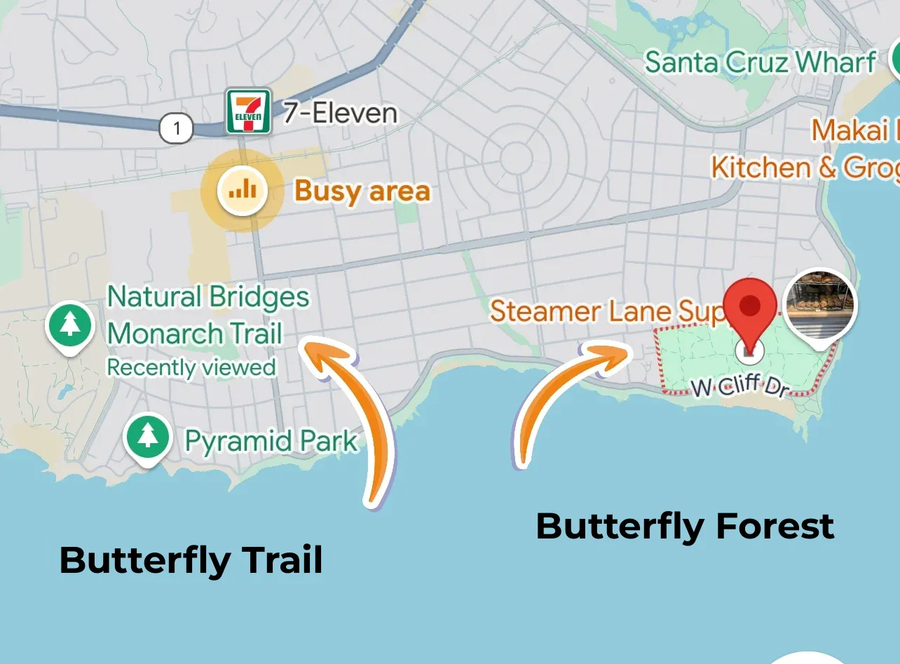California Monarch Butterfly Season is Here‼️ The Ultimate Butterfly Chasing Guide 🦋📝