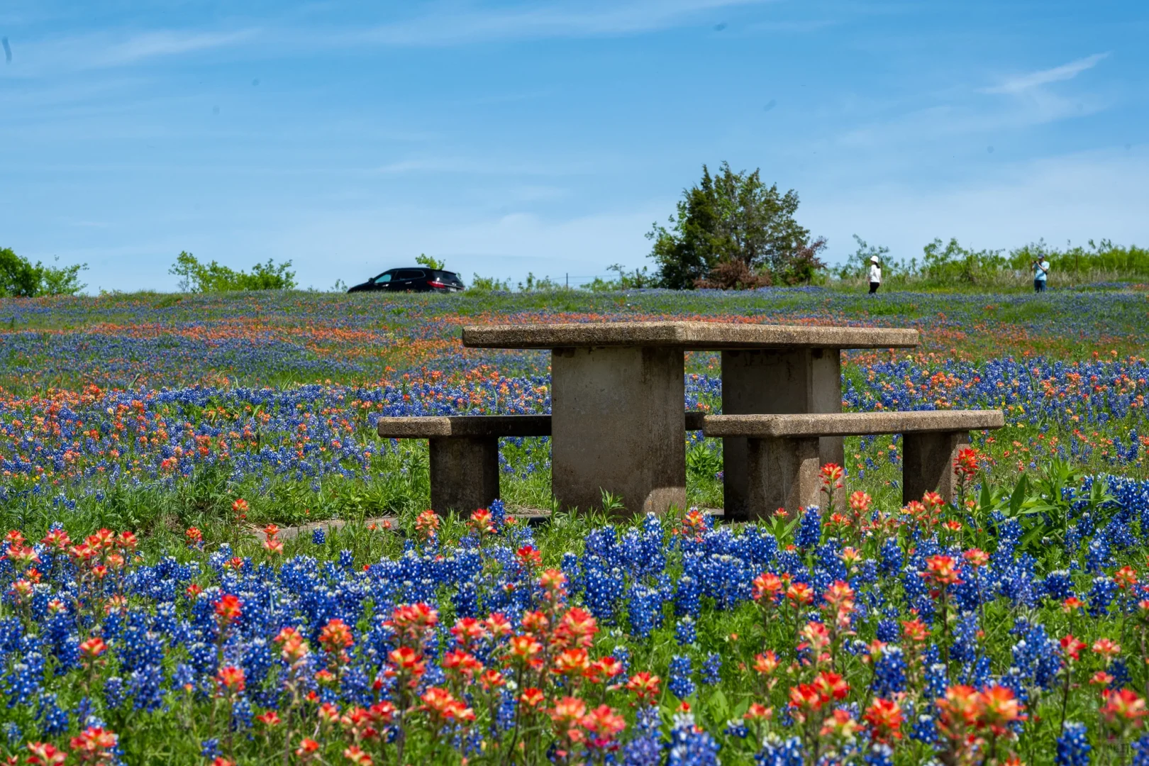 My First Spring in Dallas: A Must-Do Bluebonnet Photo Stop