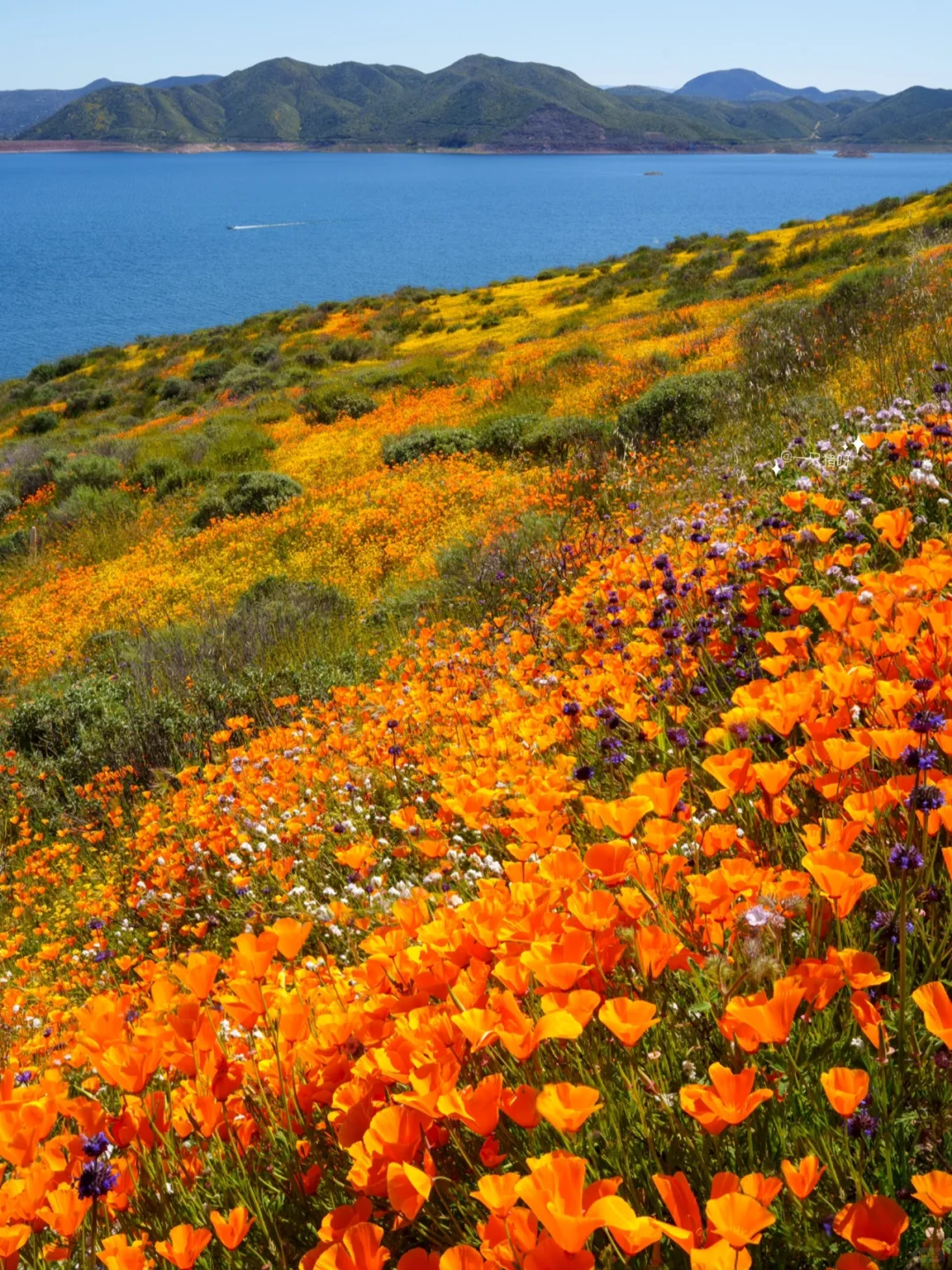 California Wildflower Mega Bloom: Lakeside Views and Floral Splendor