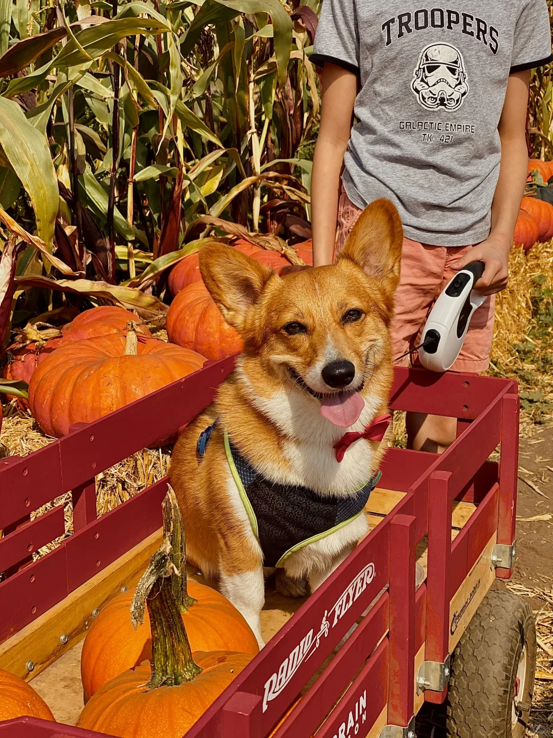 Bay Area Pumpkin Season | Half Moon Bay