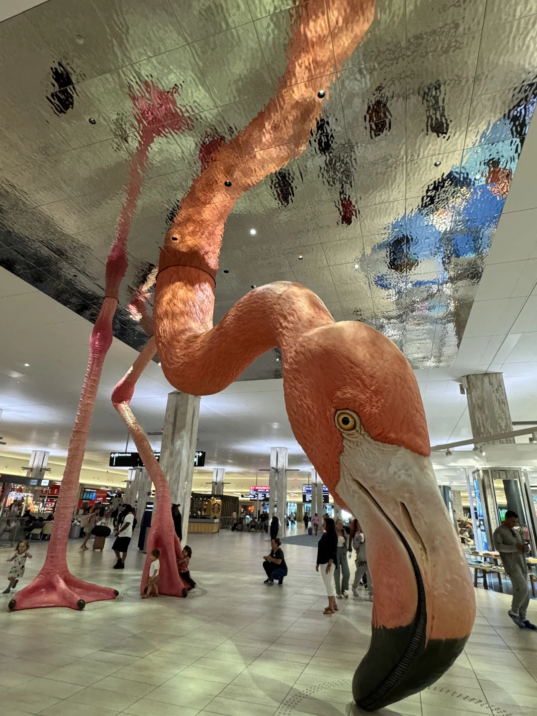 Flamingos at Tampa Airport 🦩