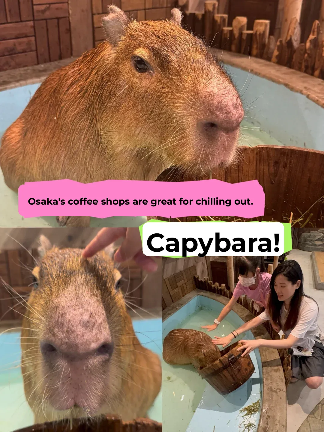 The Quirky Capybara-Petting Café in Osaka