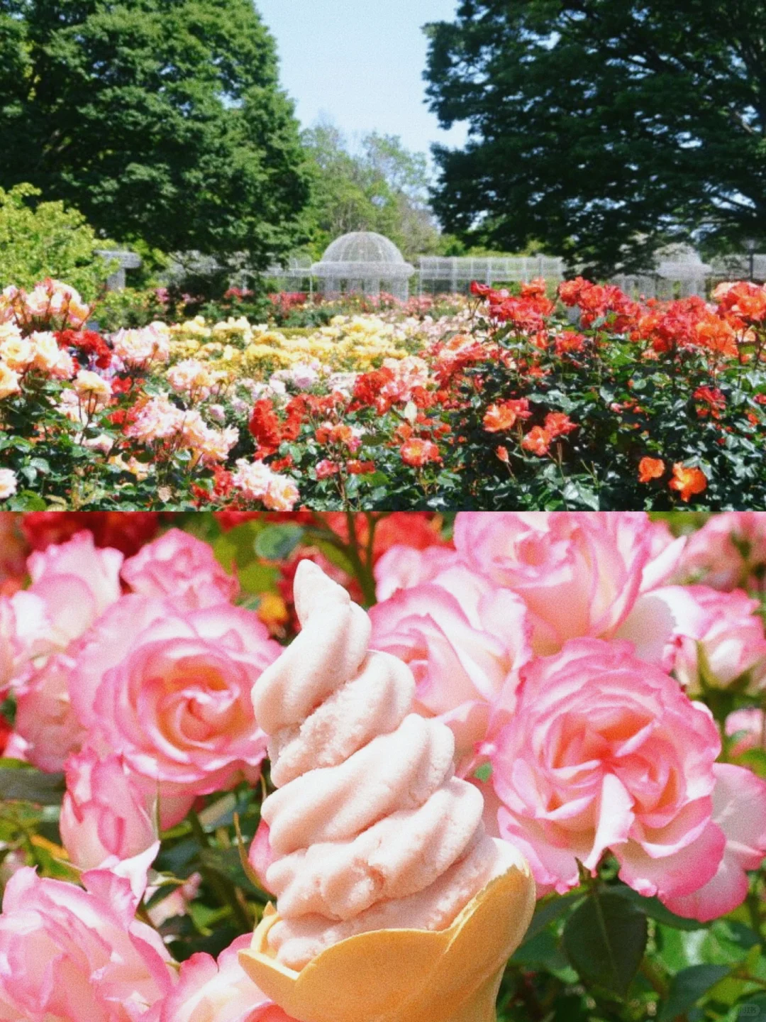 You Can't Miss This Free Flower Field Near Tokyo!! 🌹