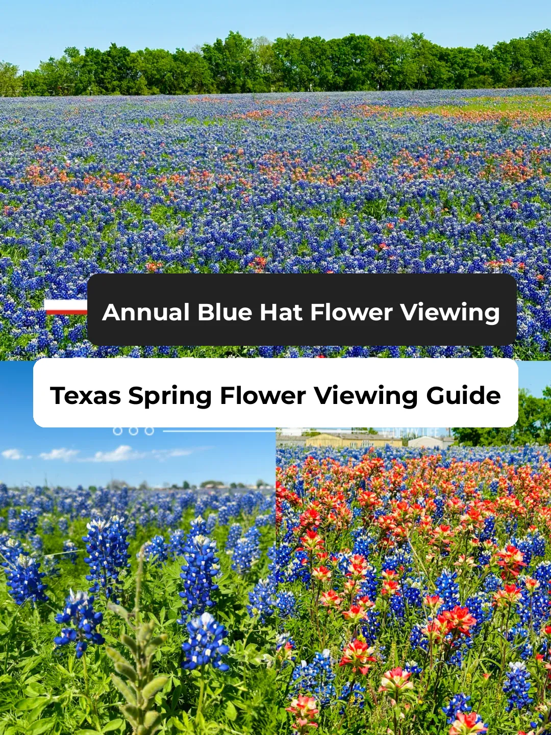 "Go Now! Bluebonnet Season in Full Bloom: A Guide to Flower Viewing Near Houston"
