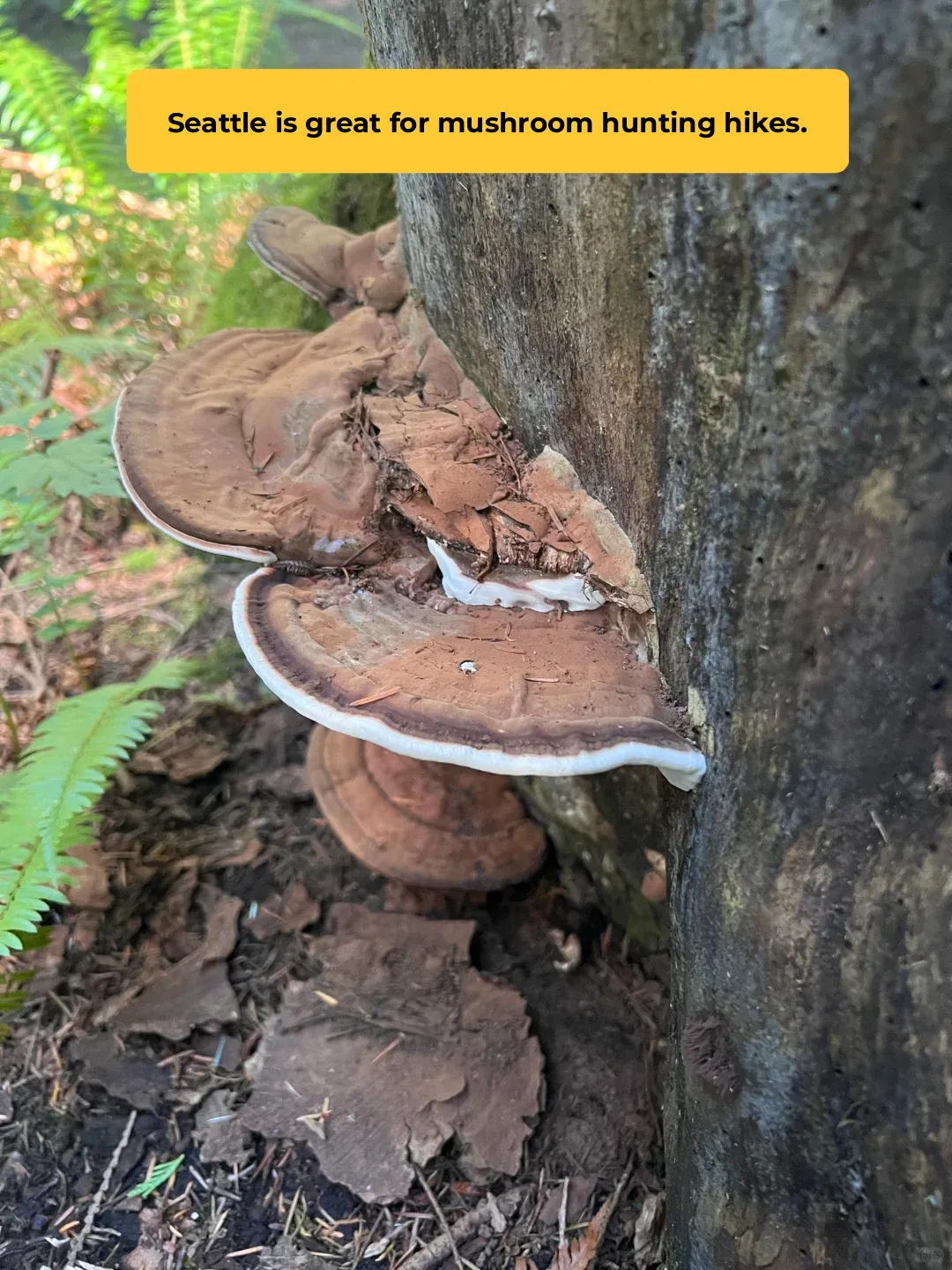 Seattle Fall Mushroom Foraging Hiking Trails | Waiting for Yunnan Yin