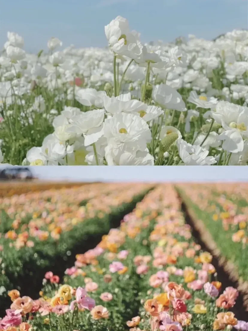 Share｜Unique and Fun Off-the-Beaten-Path Guide for Spring Break in Los Angeles