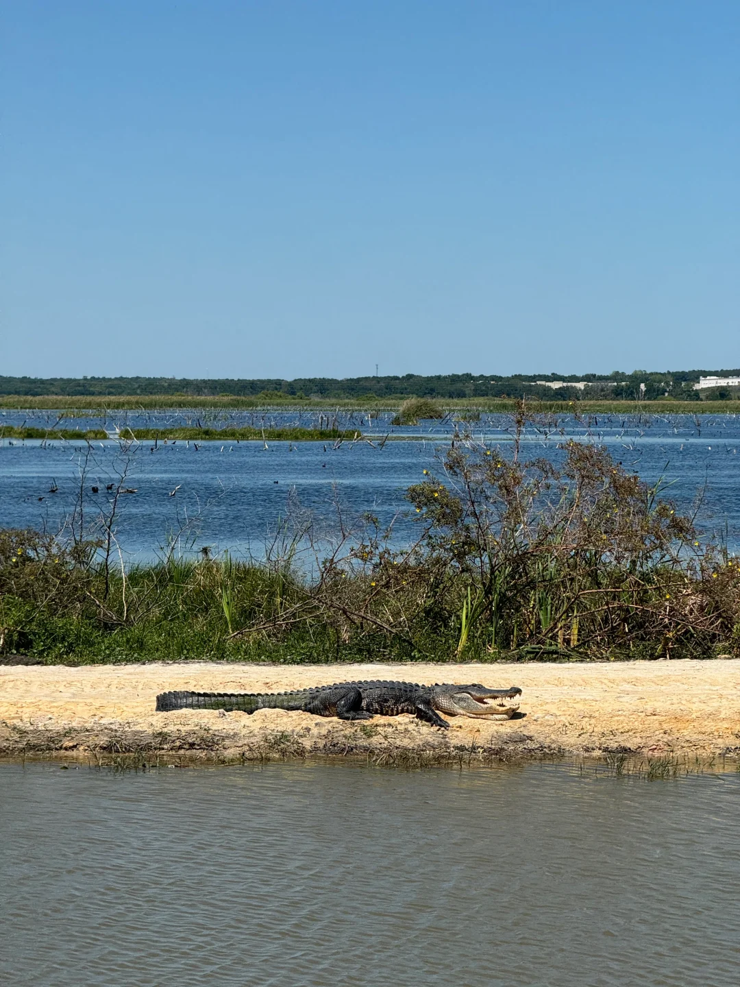Weekend Wanderings in Orlando: Exploring the Swamp Park